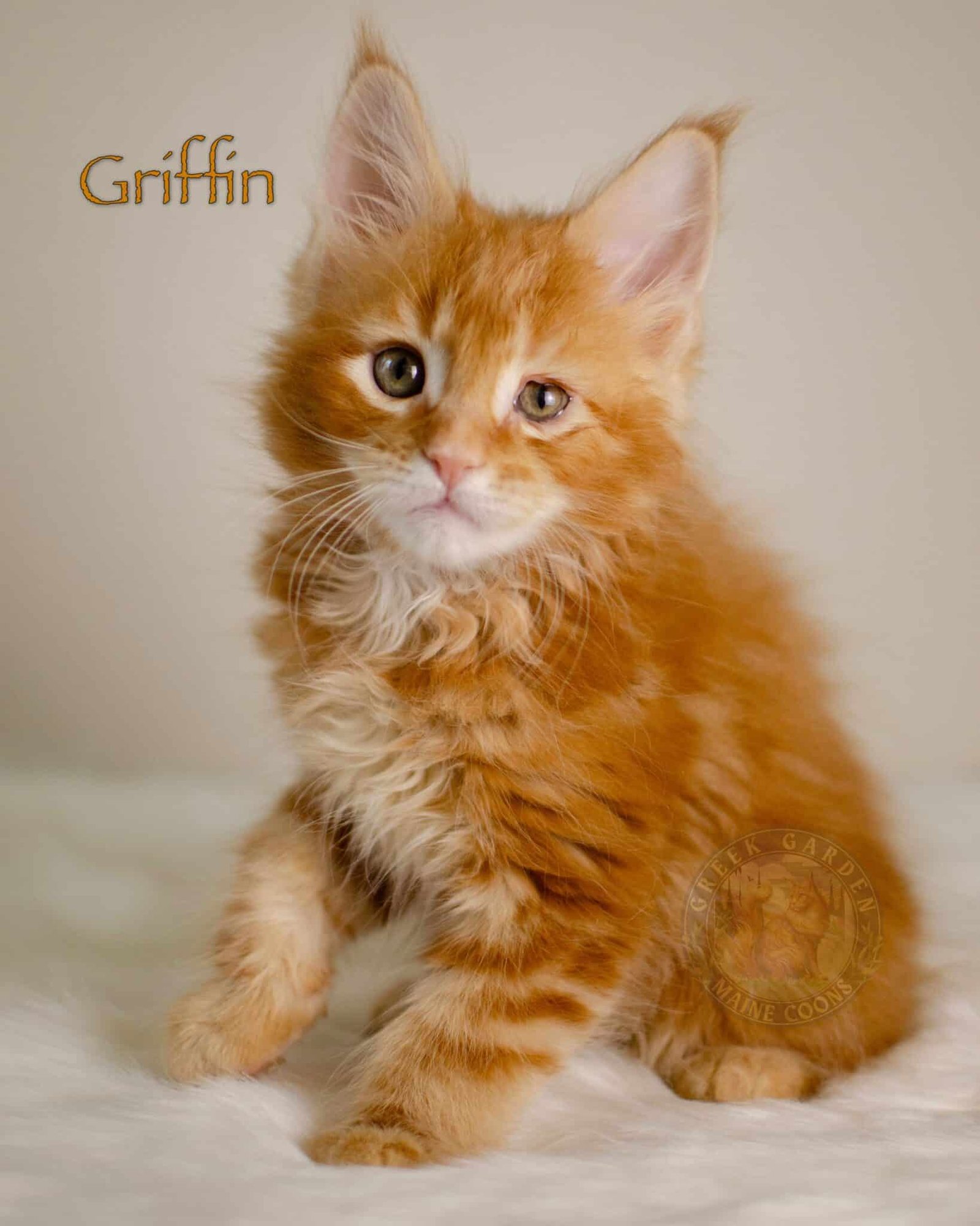 Griffin 8 Weeks