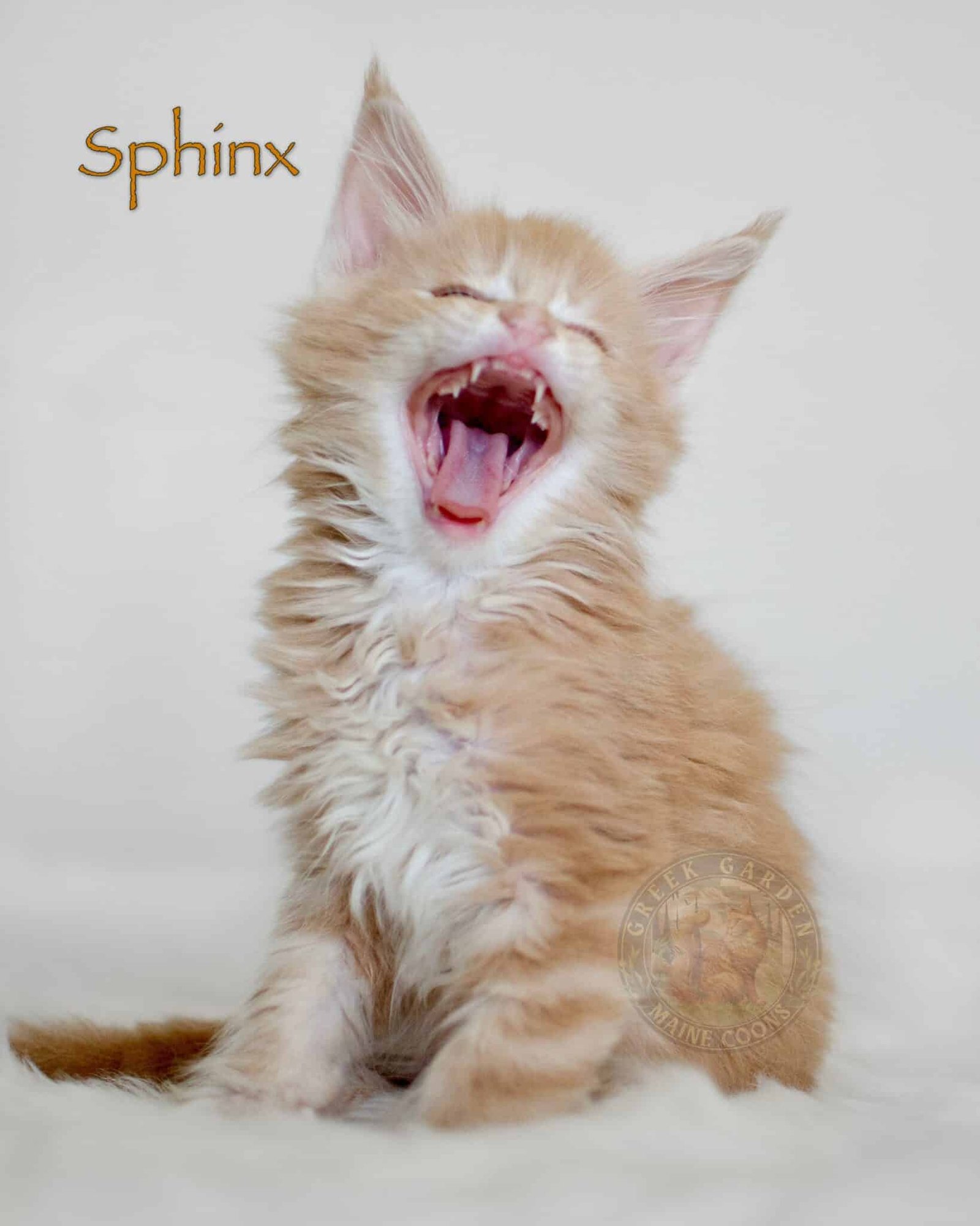 Sphinx 8 Weeks