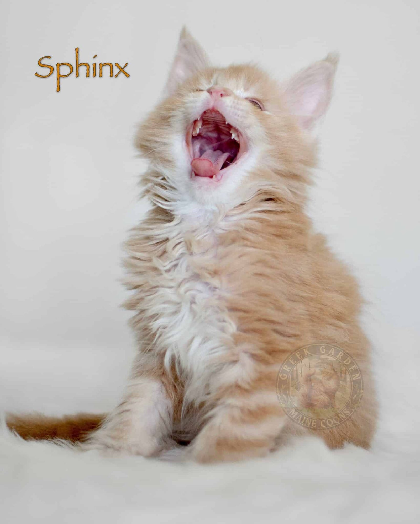Sphinx 8 Weeks