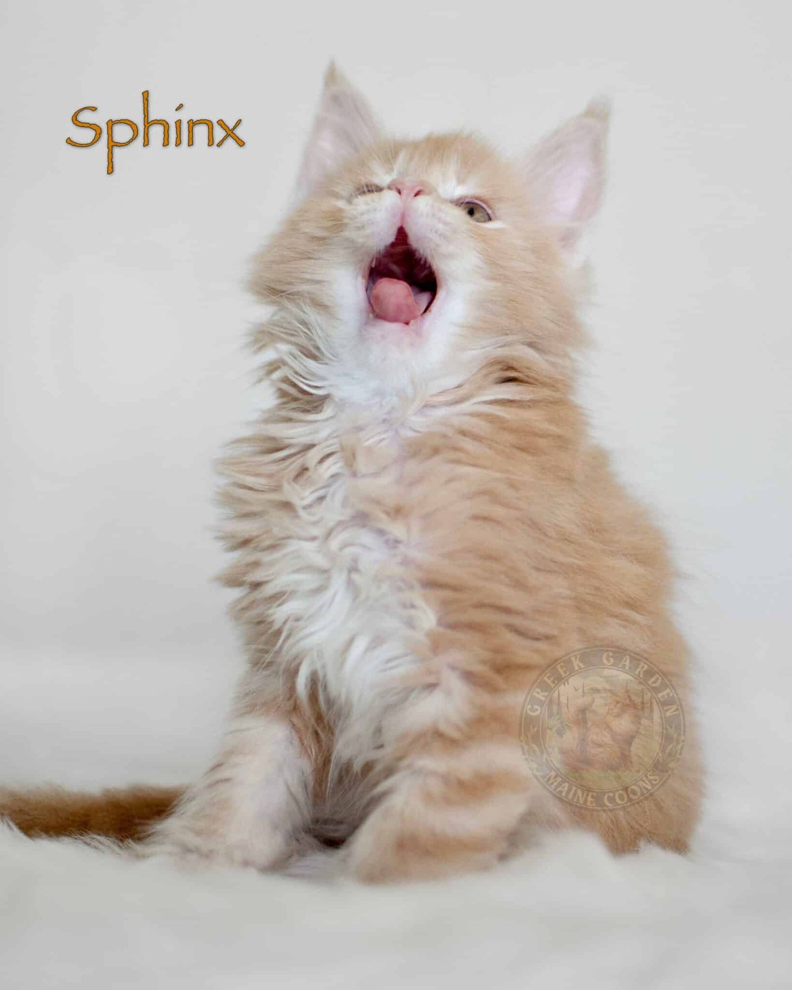 Sphinx 8 Weeks