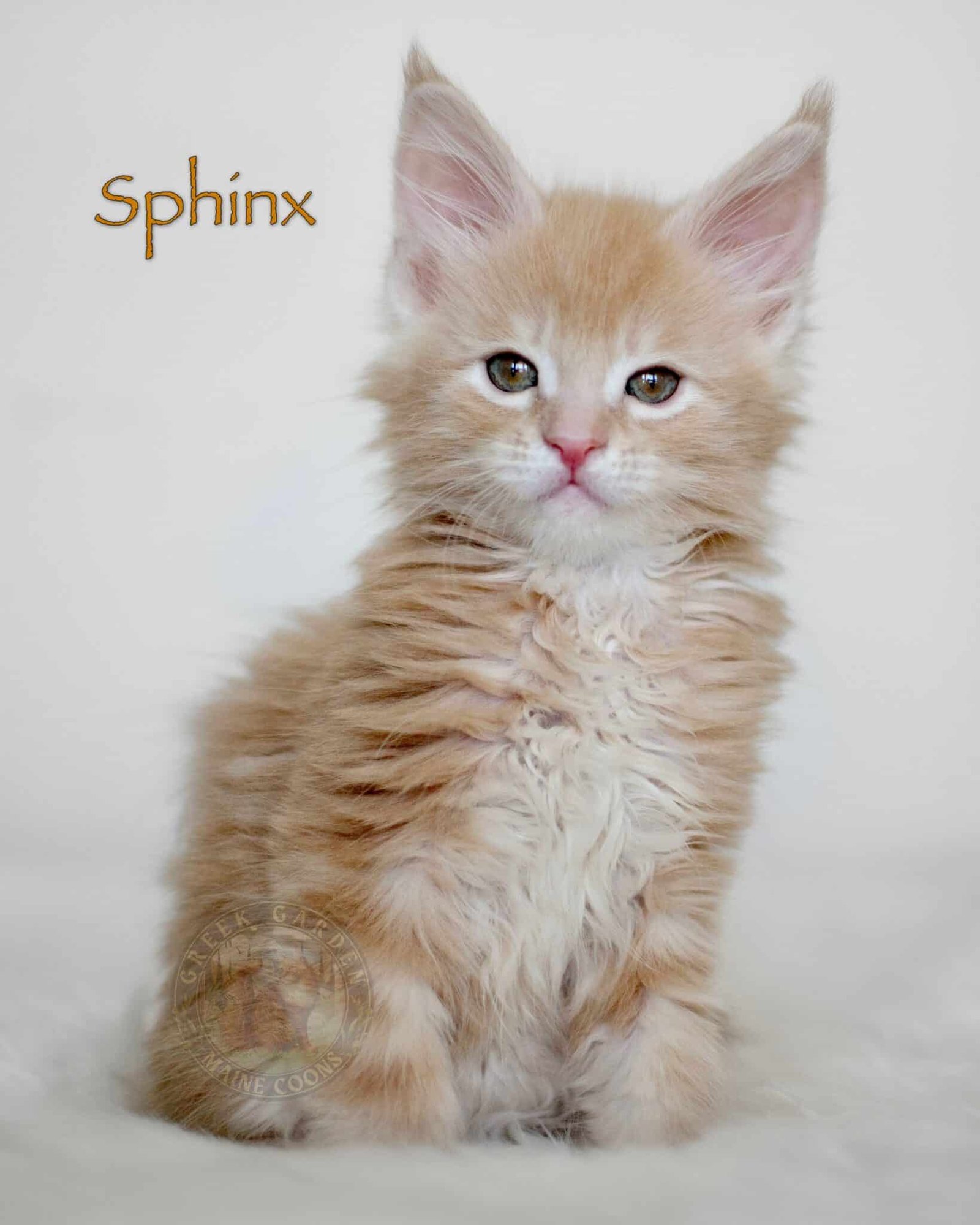 Sphinx 8 Weeks