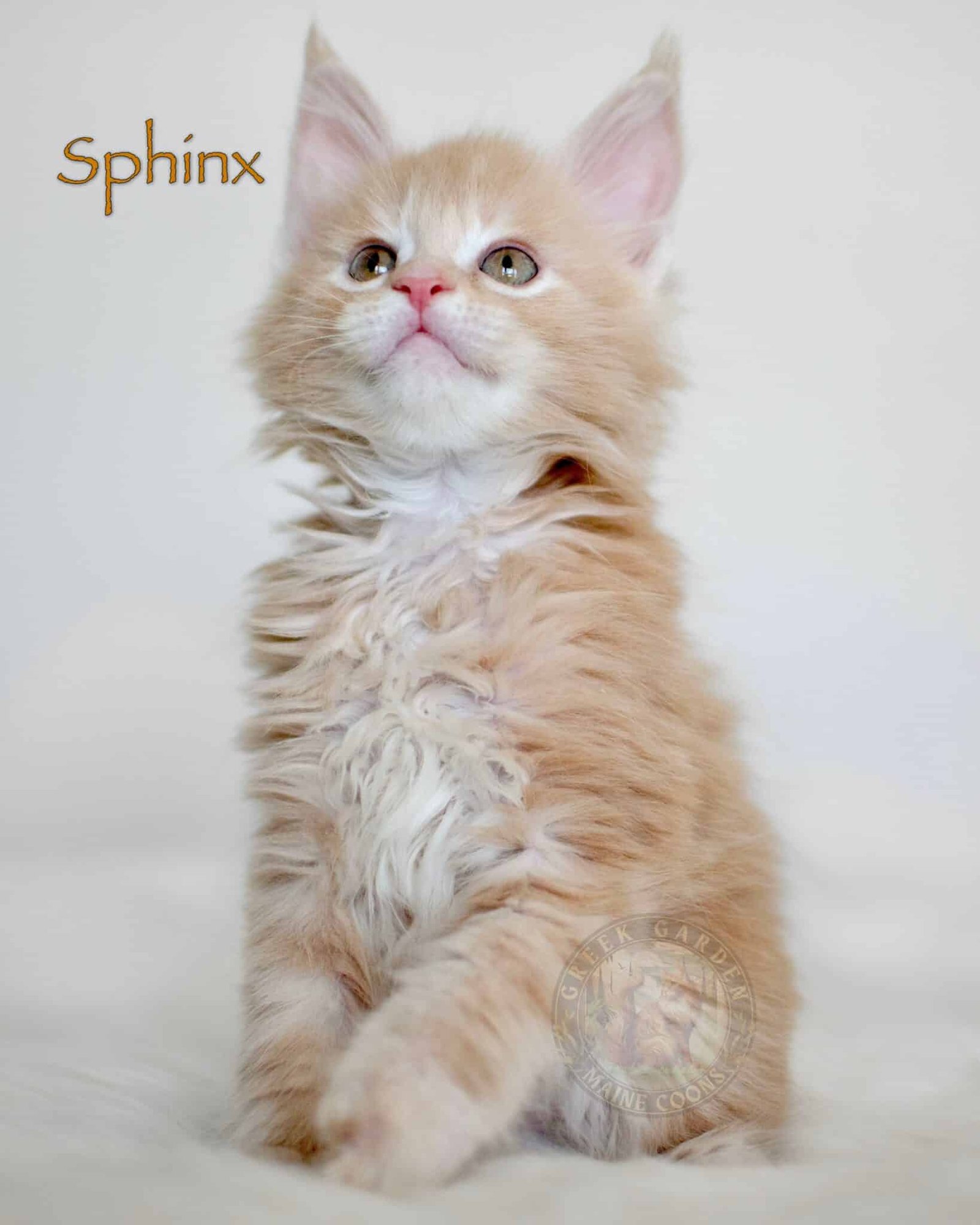 Sphinx 8 Weeks