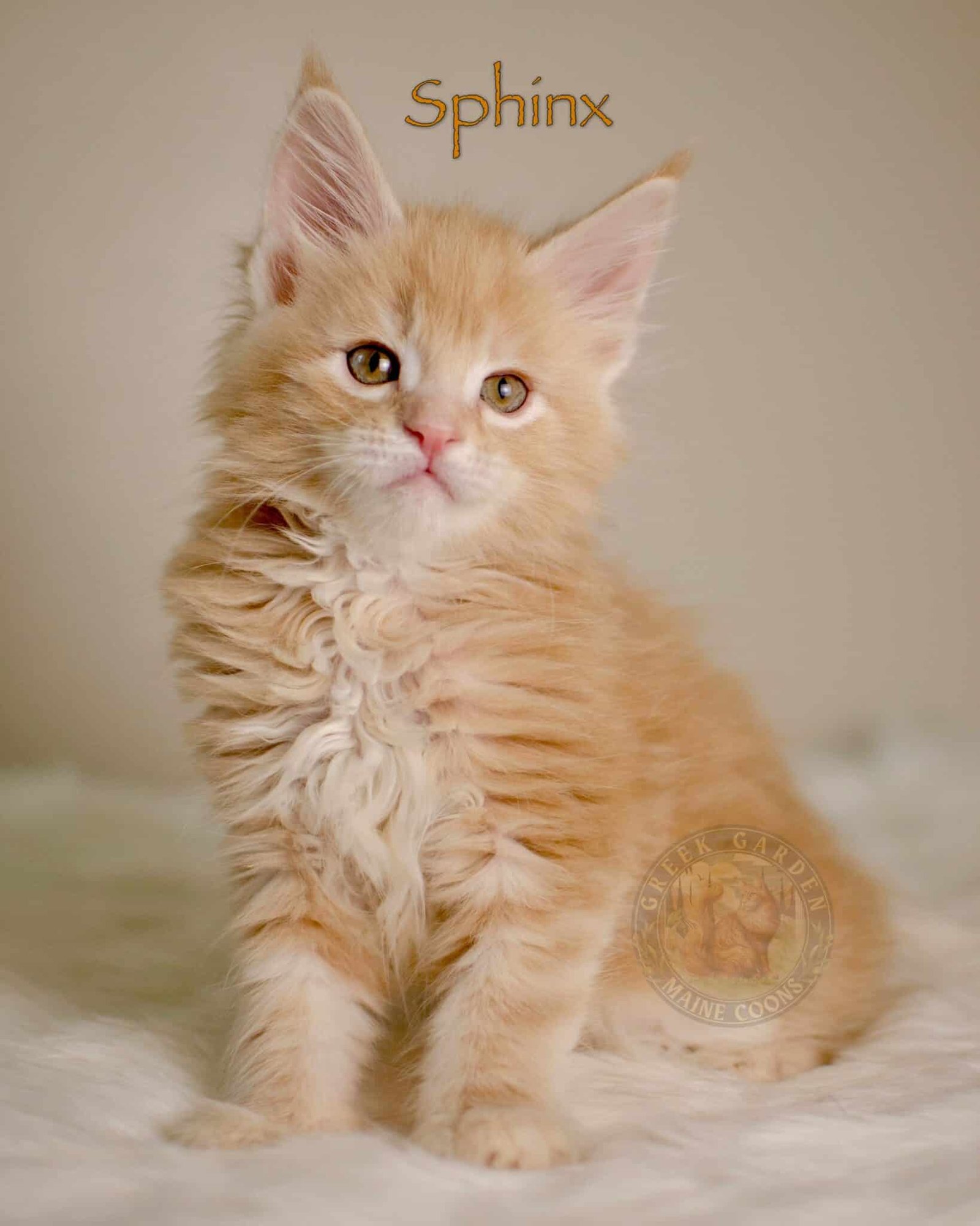 Sphinx 8 Weeks