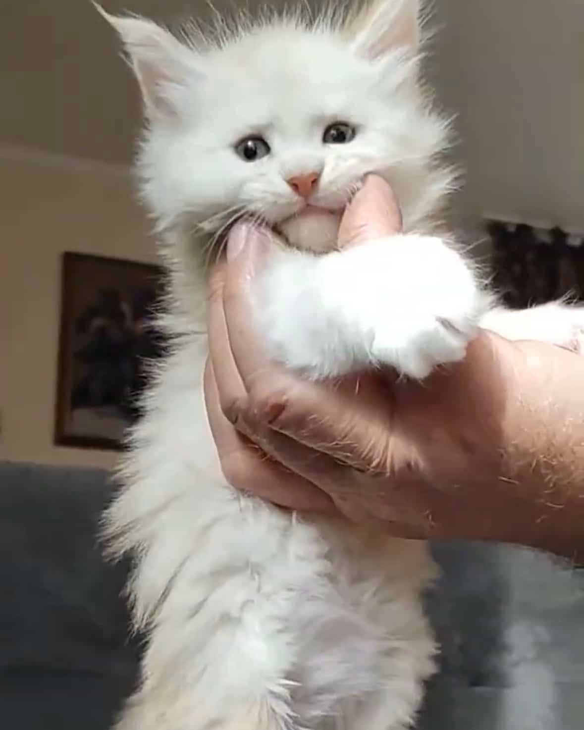 Baby Red Silver Shaded Polydactyl Maine Coon Kitten