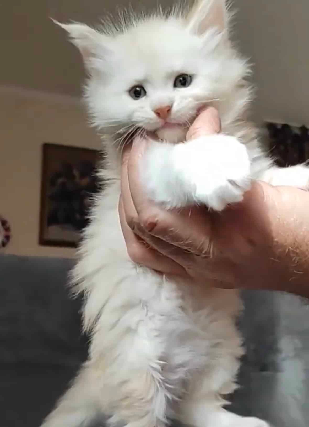 Baby Red Silver Shaded Polydactyl Maine Coon Kitten