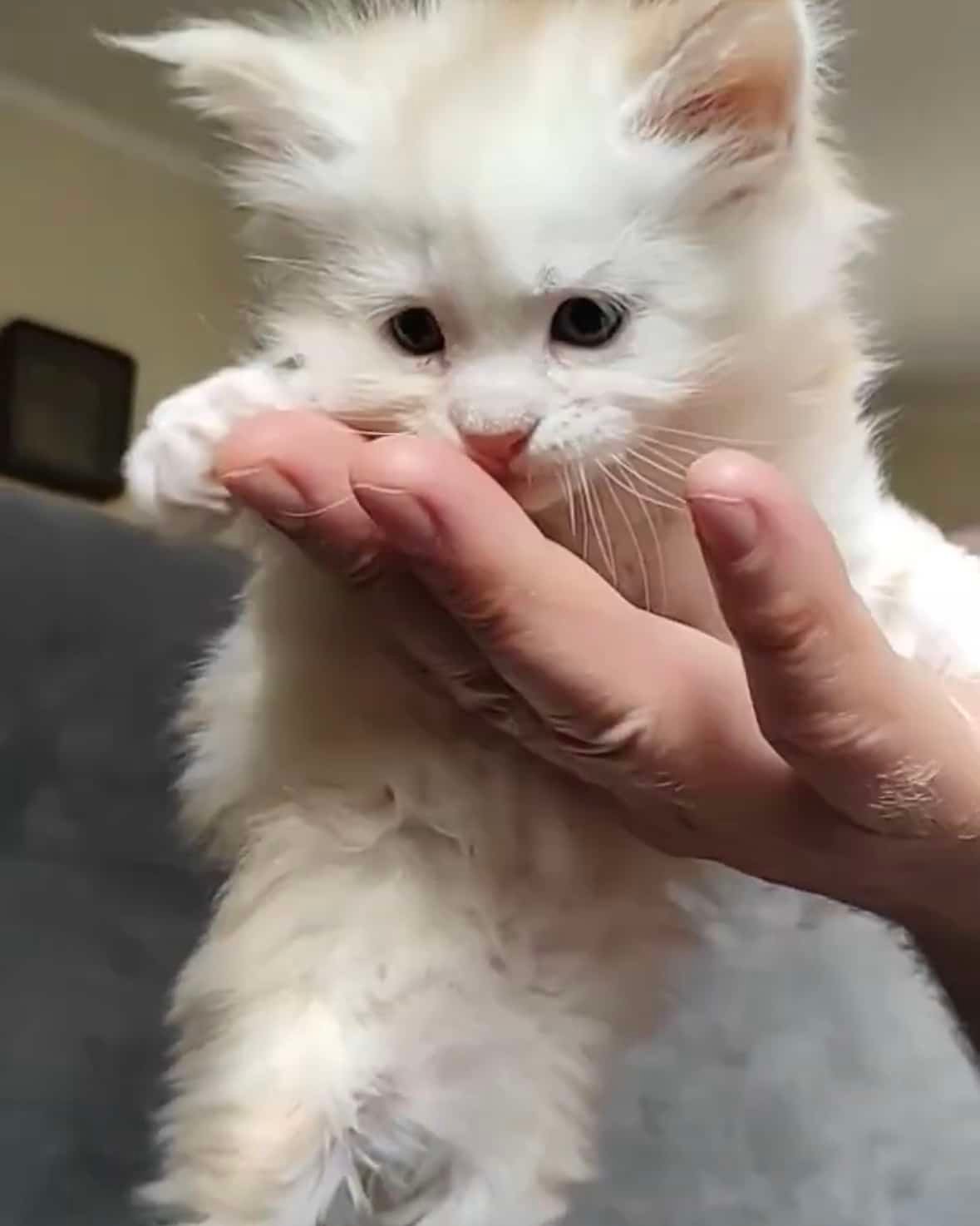 Baby Red Silver Shaded Polydactyl Maine Coon Kitten