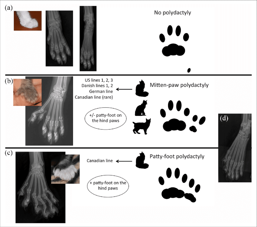 Diagram of polydactyl maine coon feet, double pawed maine coons.