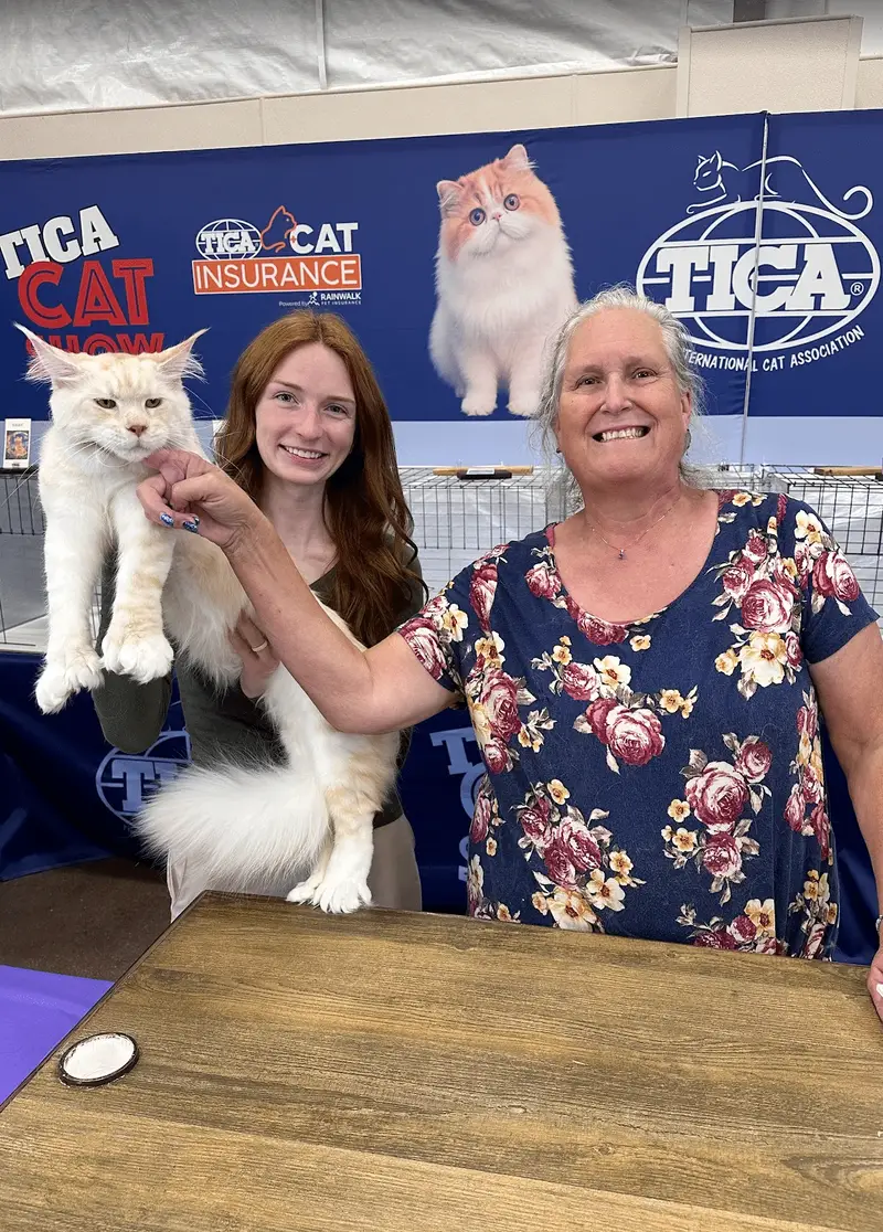 Champion Maine Coons at Greek Garden Maine Coons in Utah, TICA championed cat.