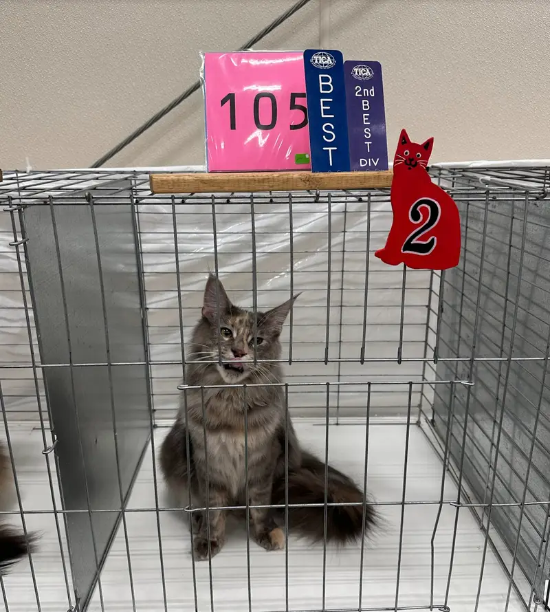 Sneak peek of Queen Prospect Gaia, who finaled at her very first show at only 8 months and 1 day old! Cats need to be at least 8 months old to compete for titles.