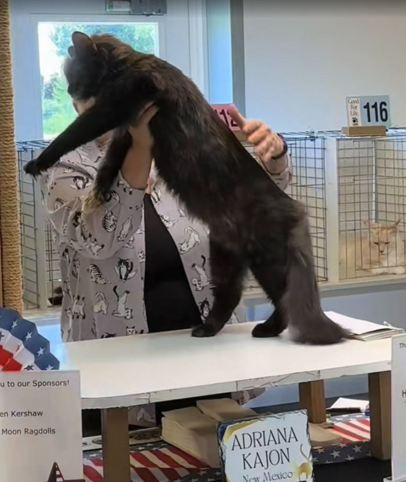 Greek Garden Maine Coons
