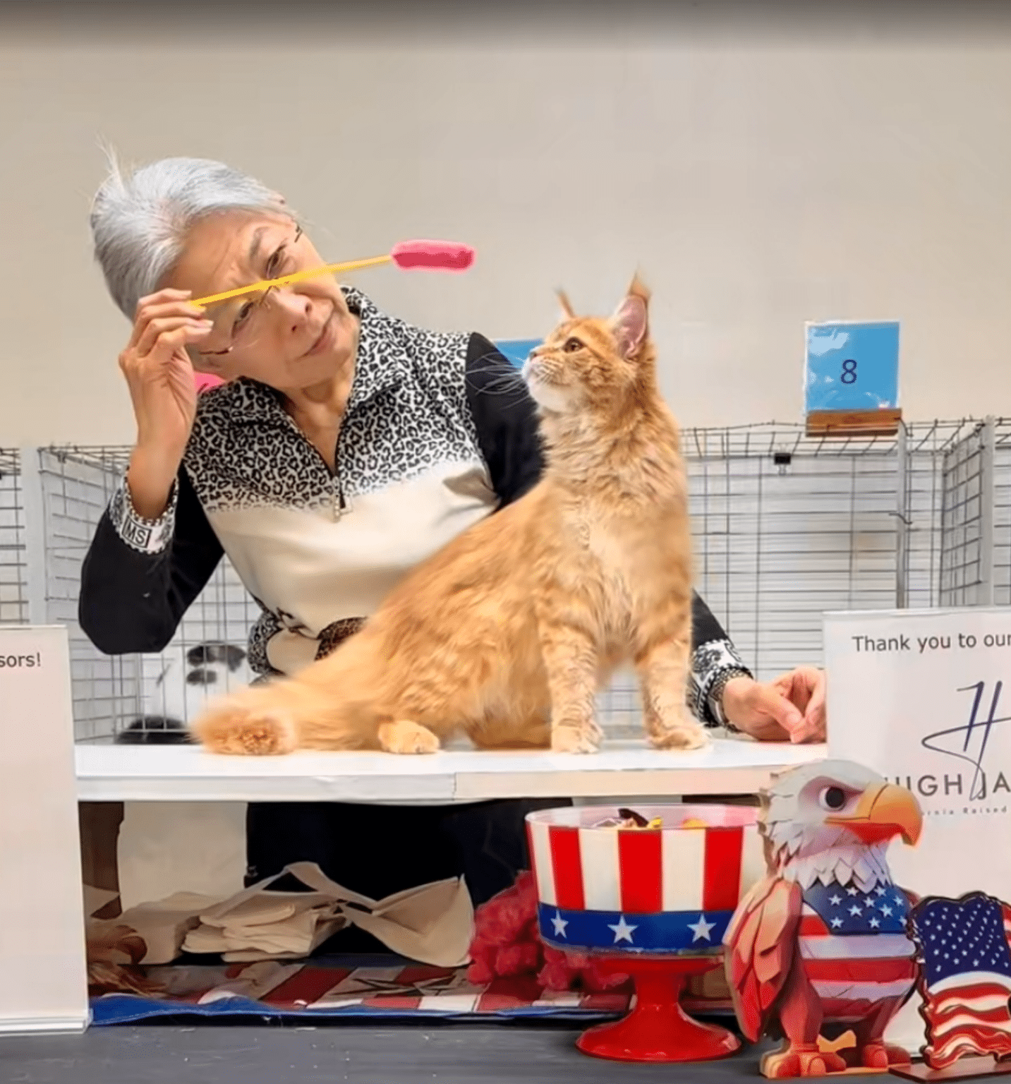 Kitten at Utah maine coon cattery competing in a TICA show,