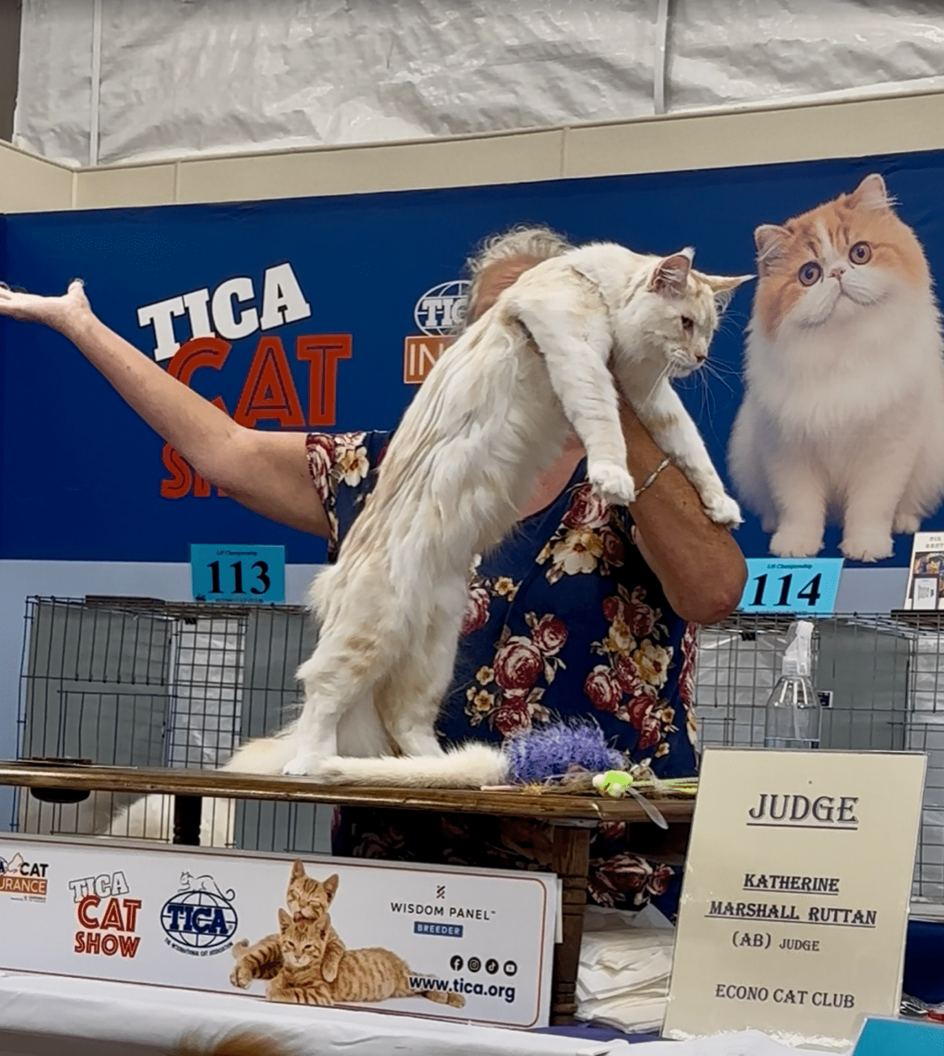Greek Garden Maine Coons