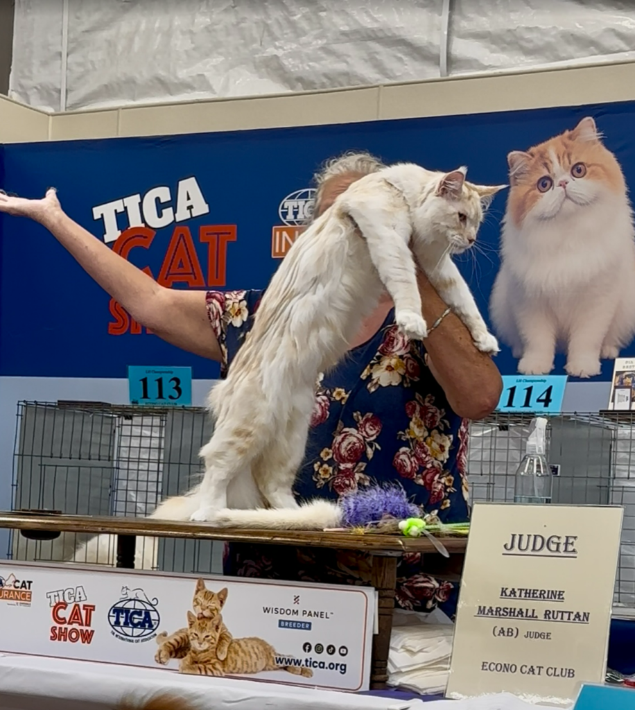 Greek Garden Maine Coons