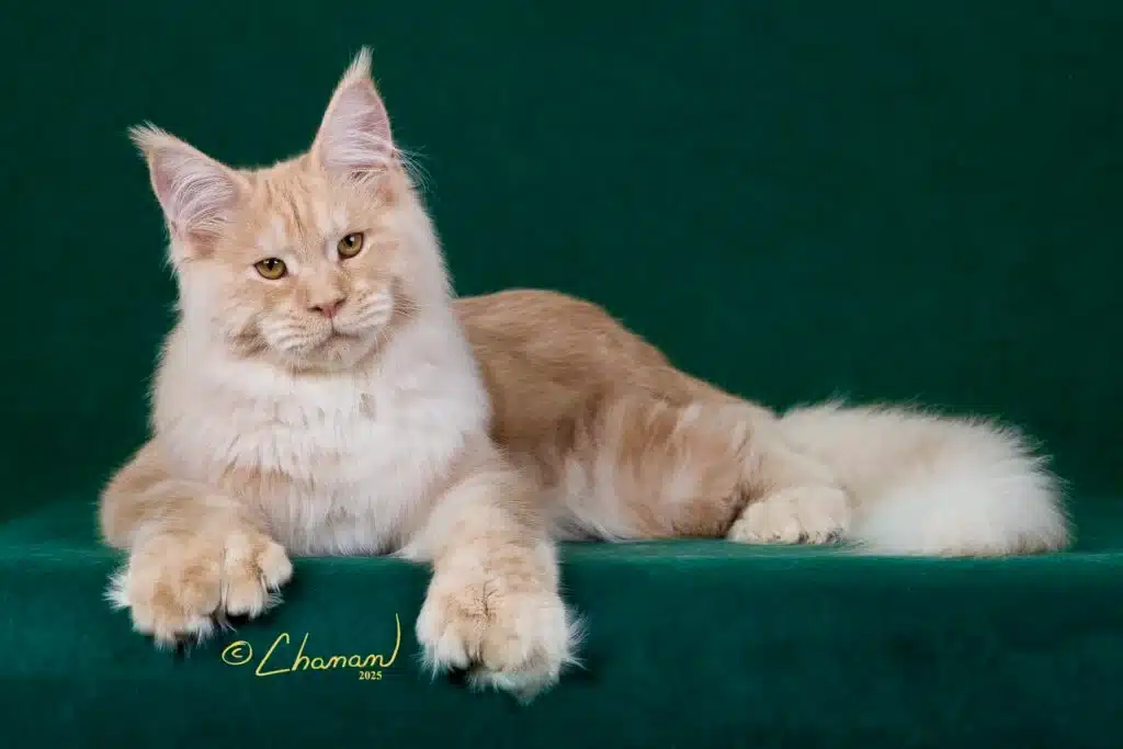 Greek Garden Maine Coons