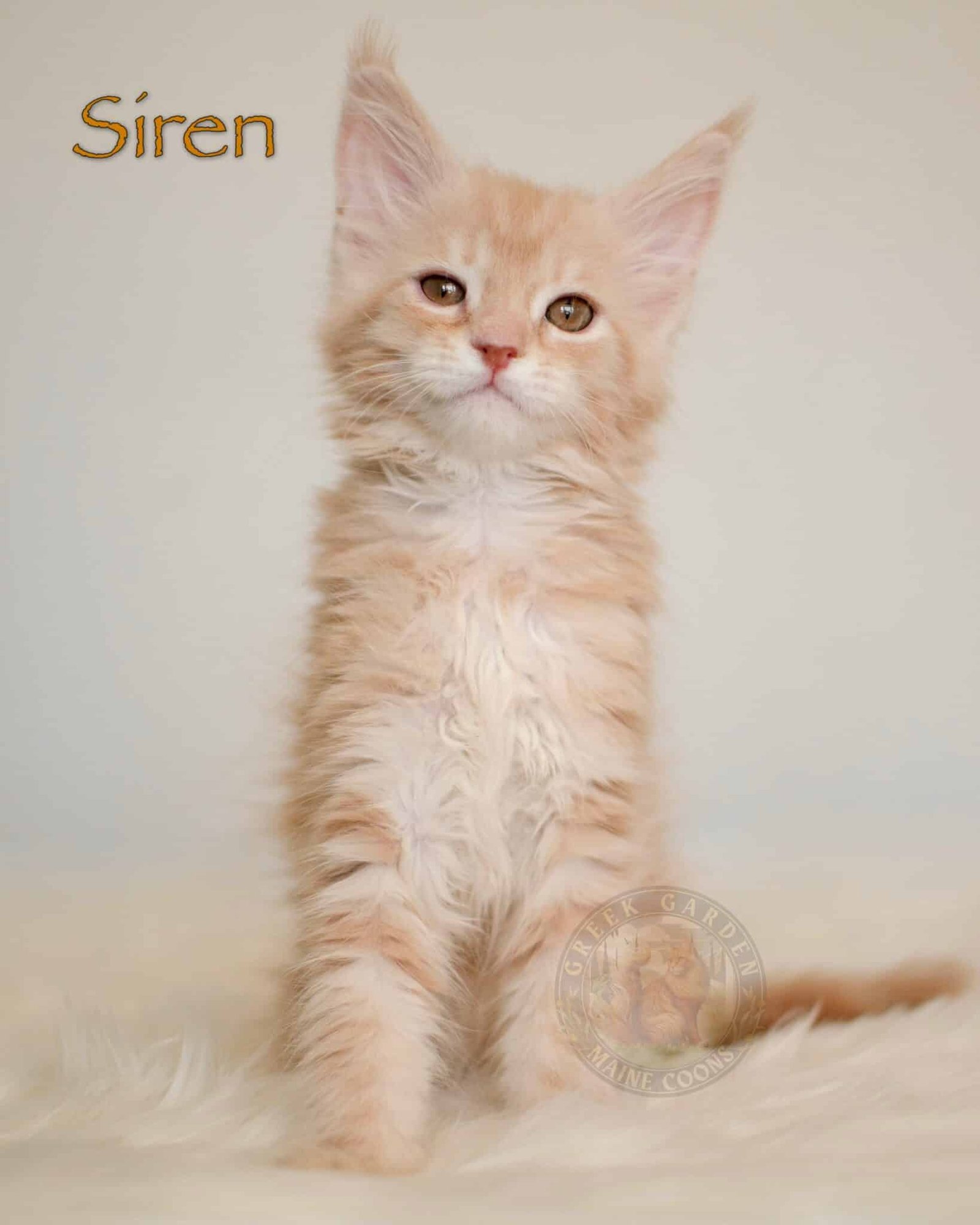Siren 10 Weeks