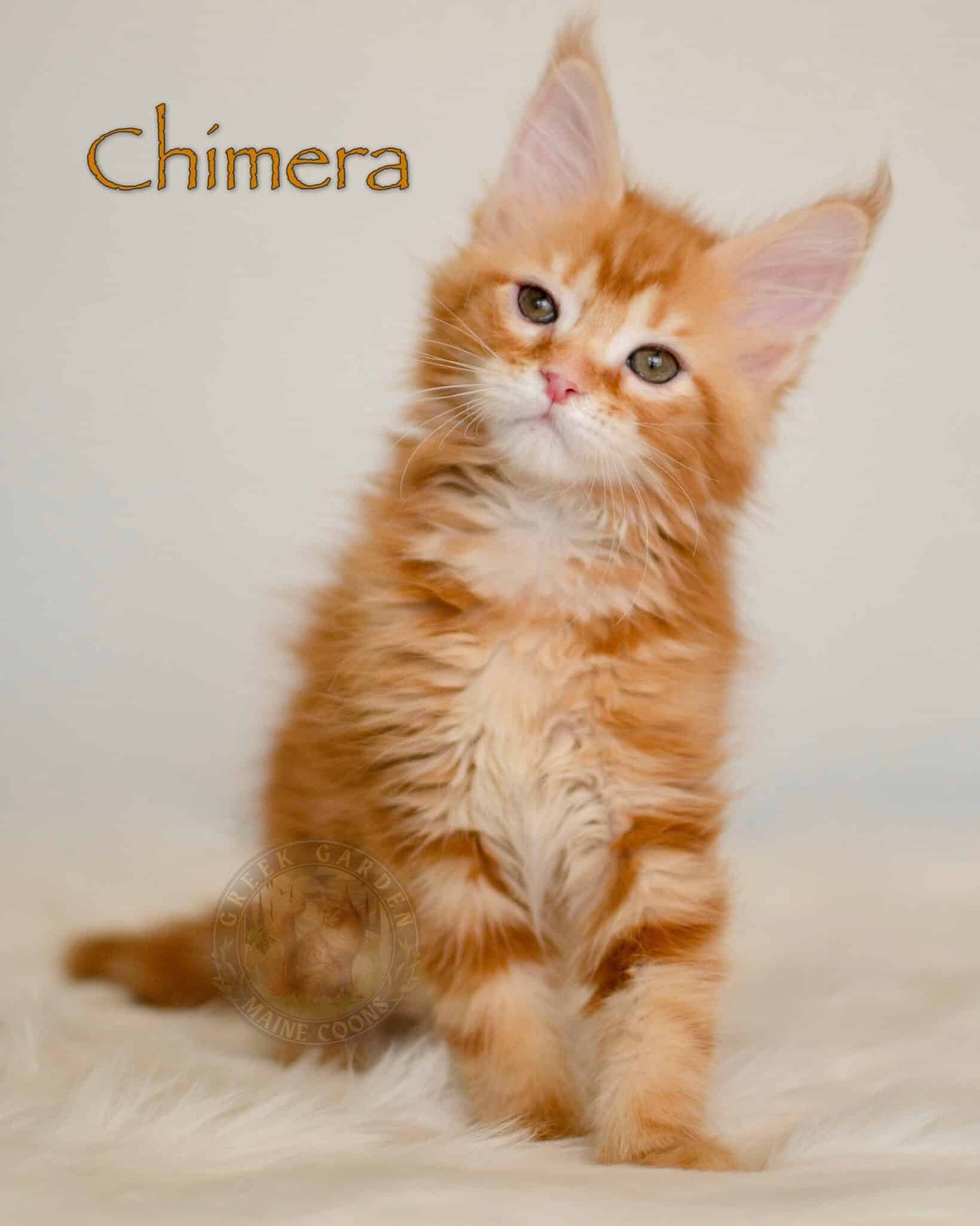 Chimera 10 Weeks