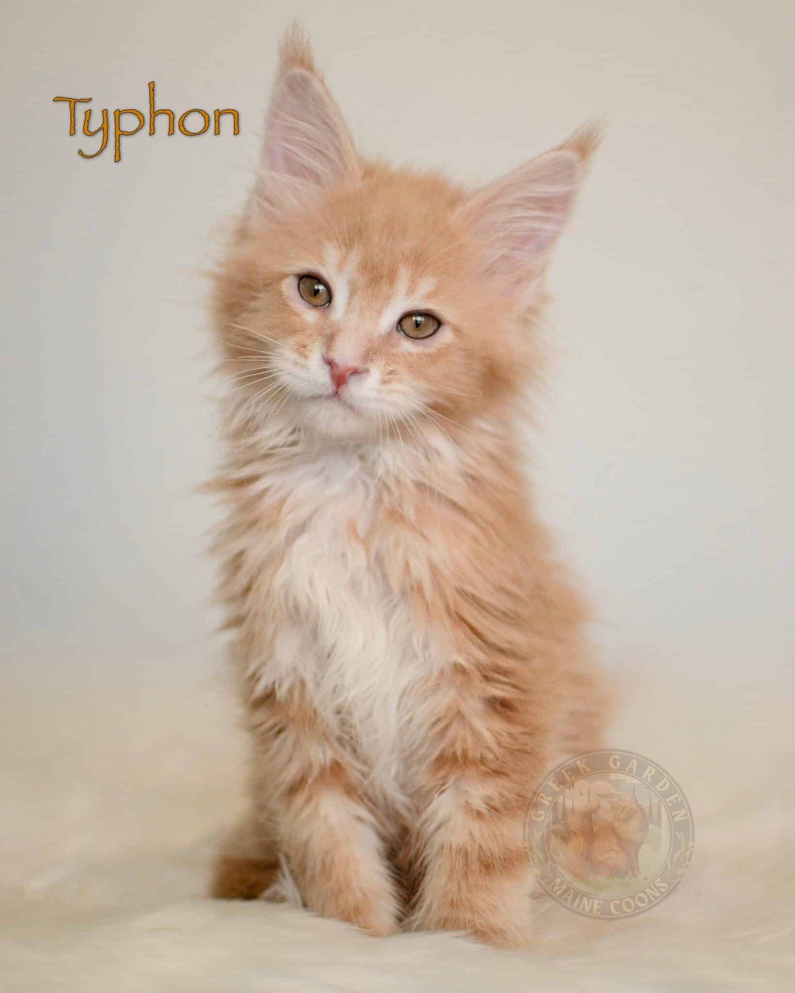 Typhon 10 Weeks