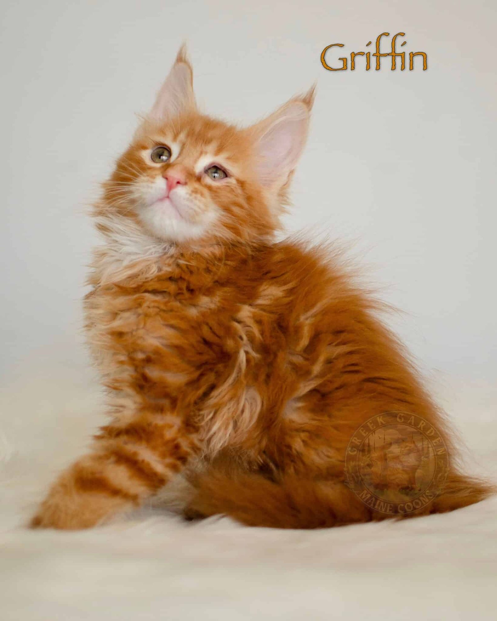 Griffin 10 Weeks