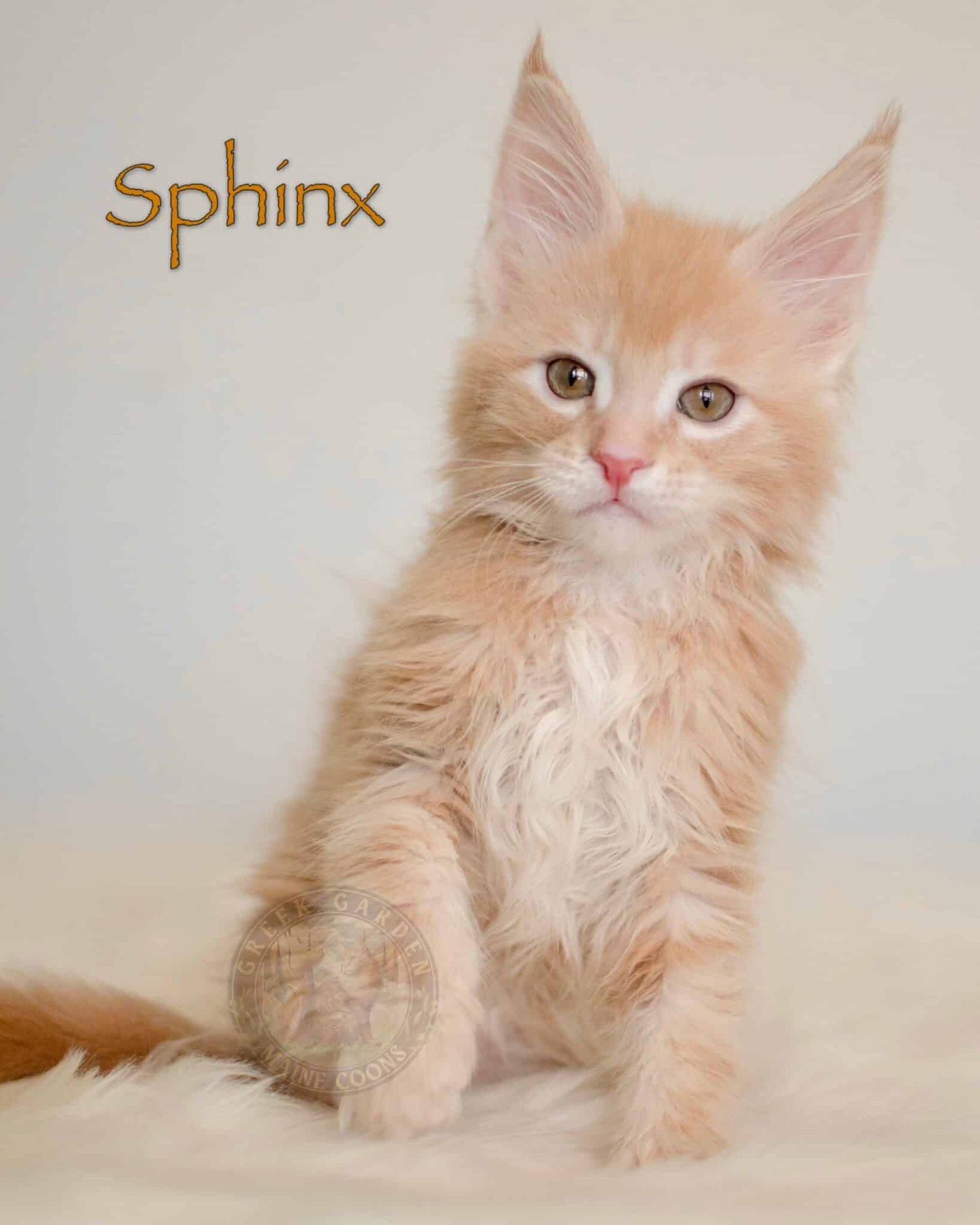 Sphinx 10 Weeks