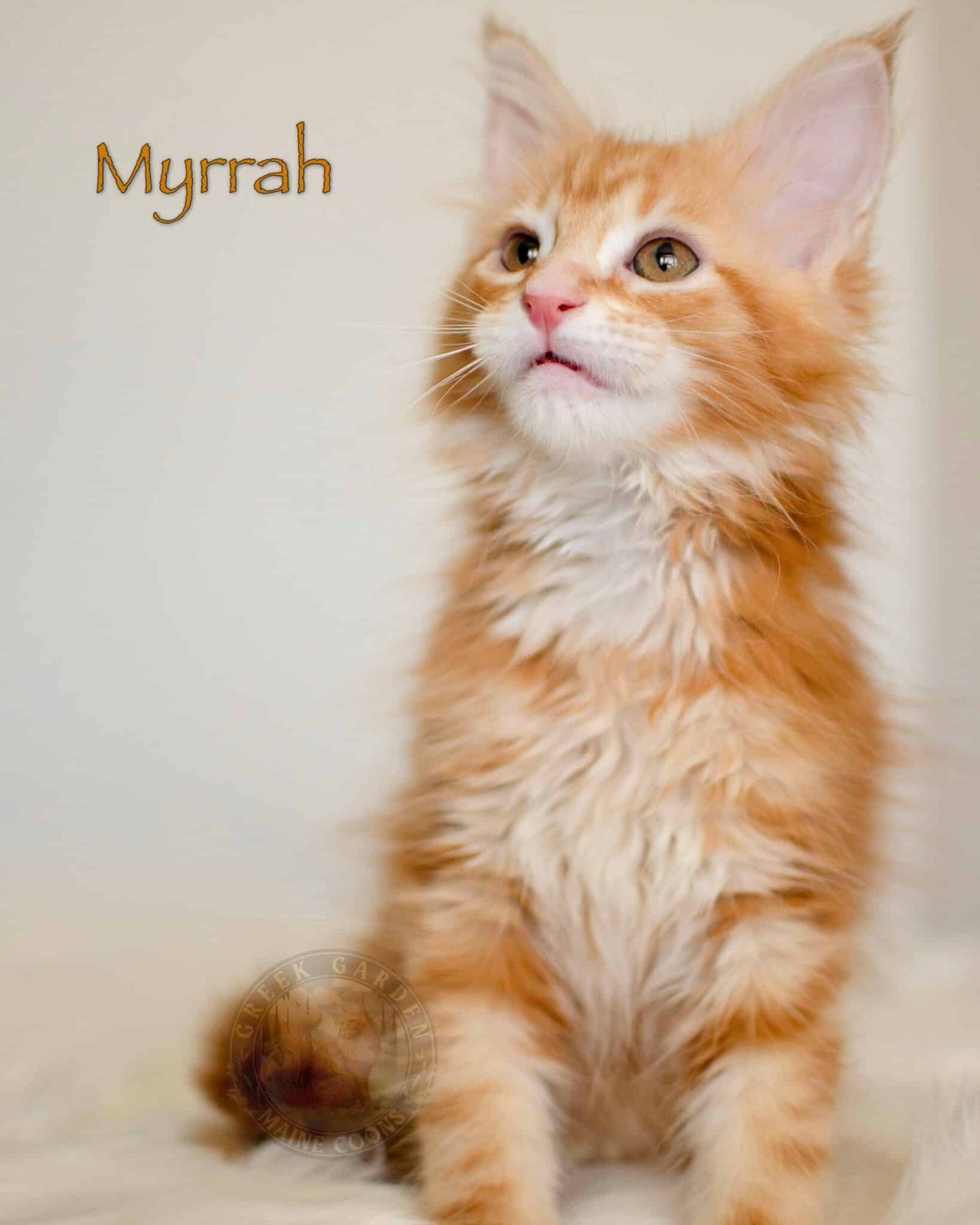 Myrrah 10 Weeks