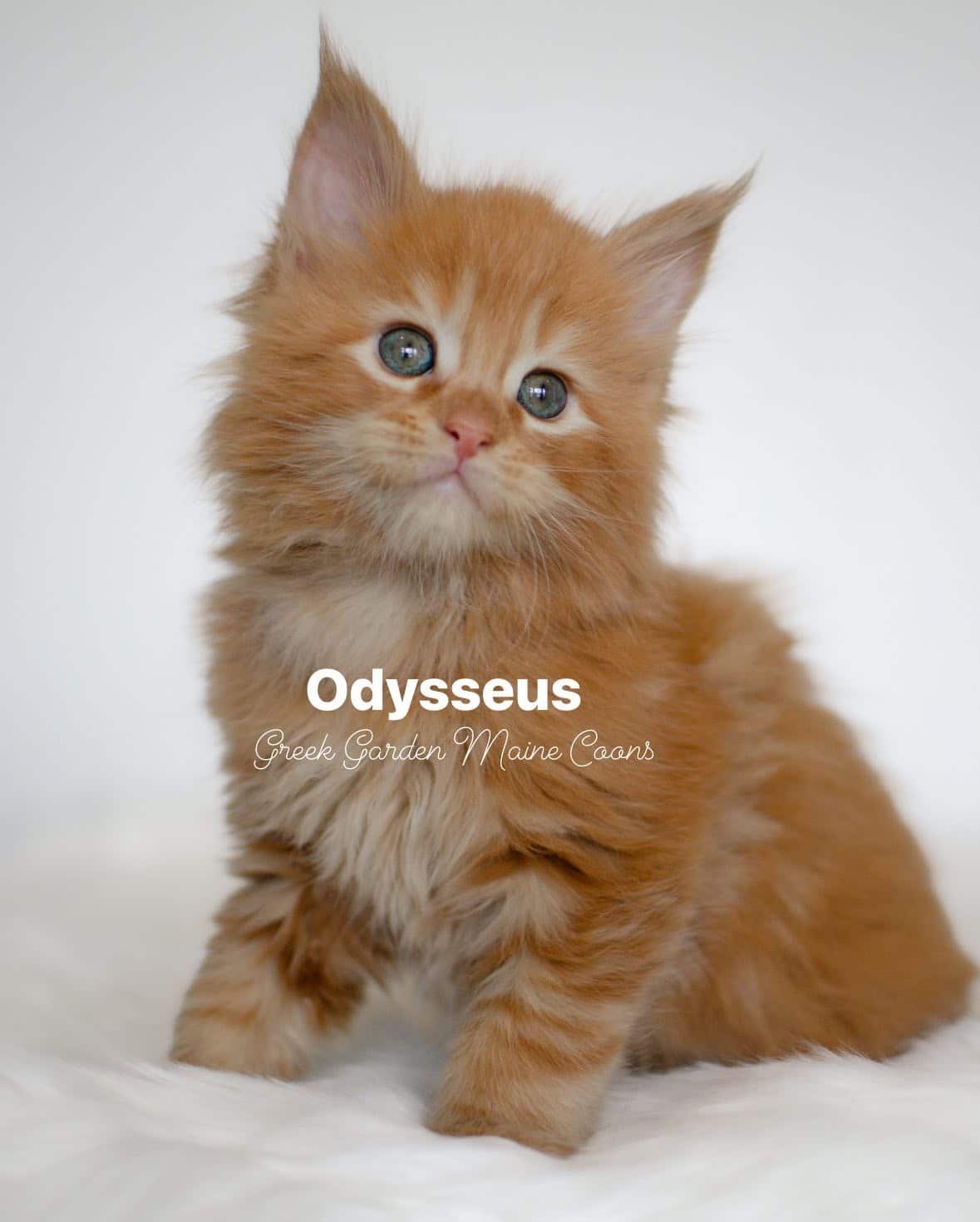 Odysseus 6 Weeks