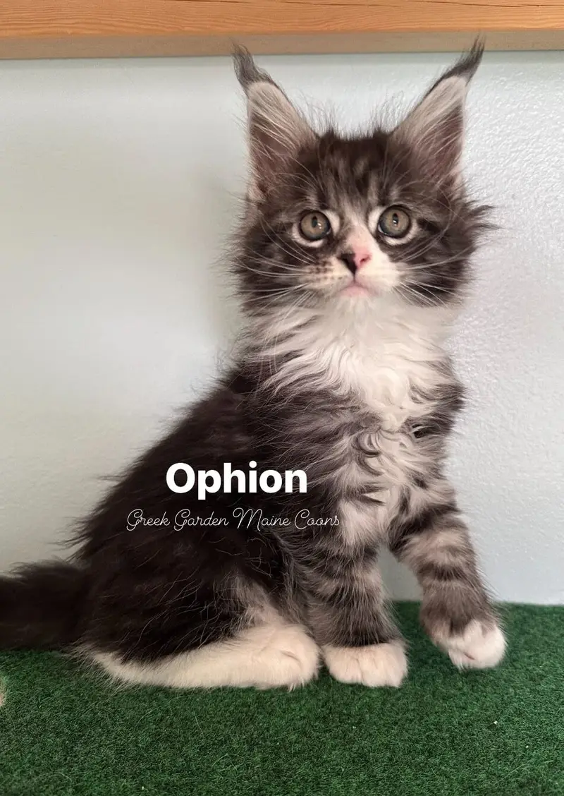 Ophion 8 Weeks
