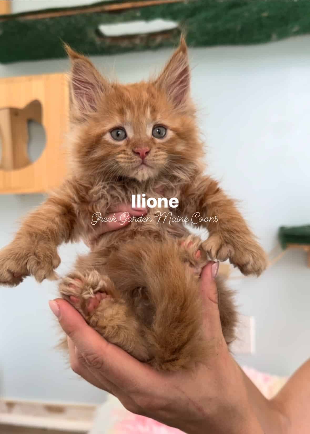 Ilione 7 Weeks