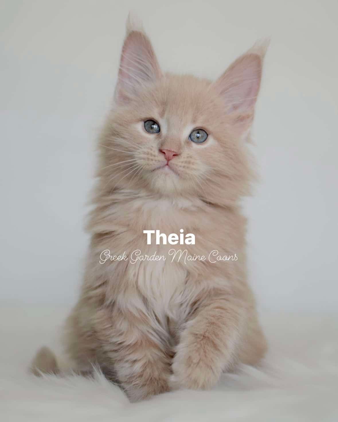Theia 8 Weeks