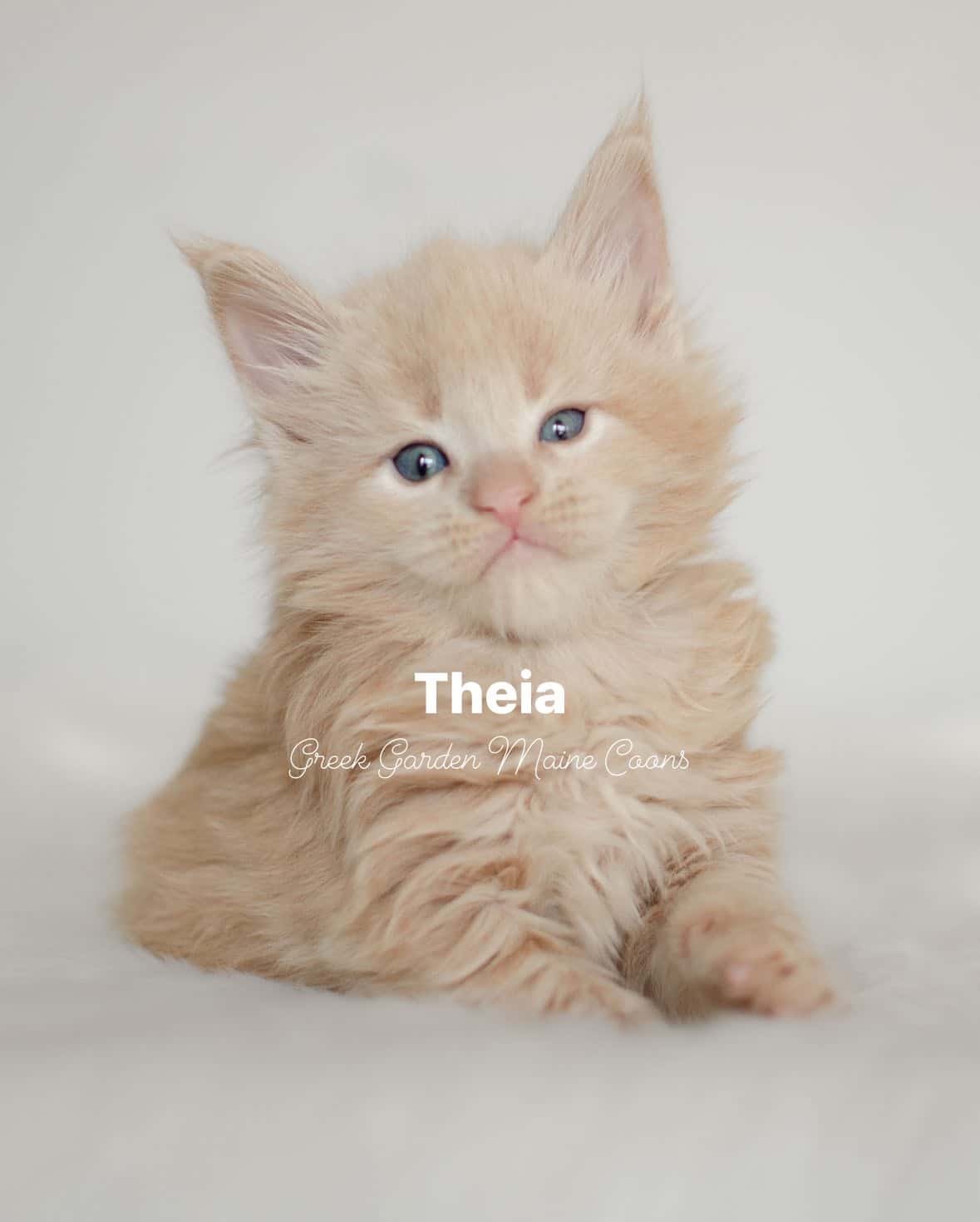 Theia 4 Weeks