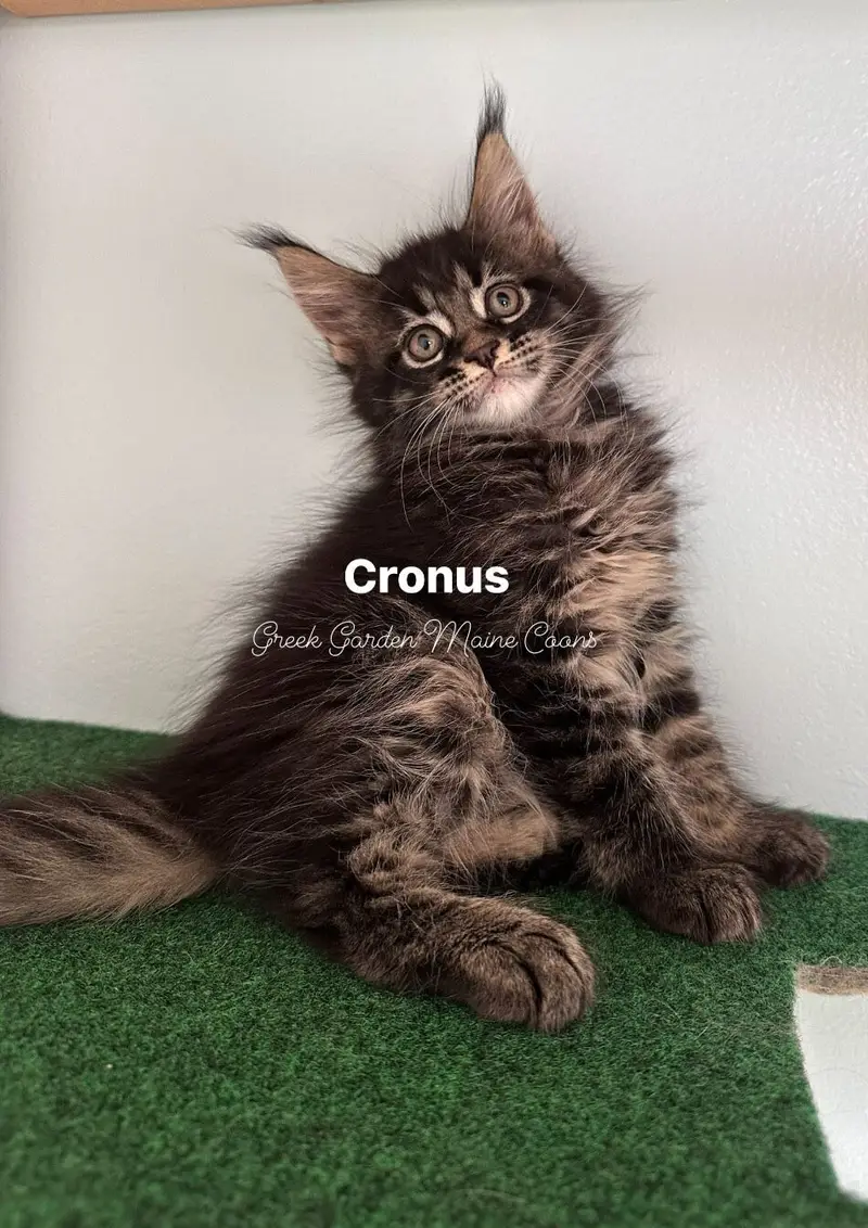 Cronus 8 Weeks