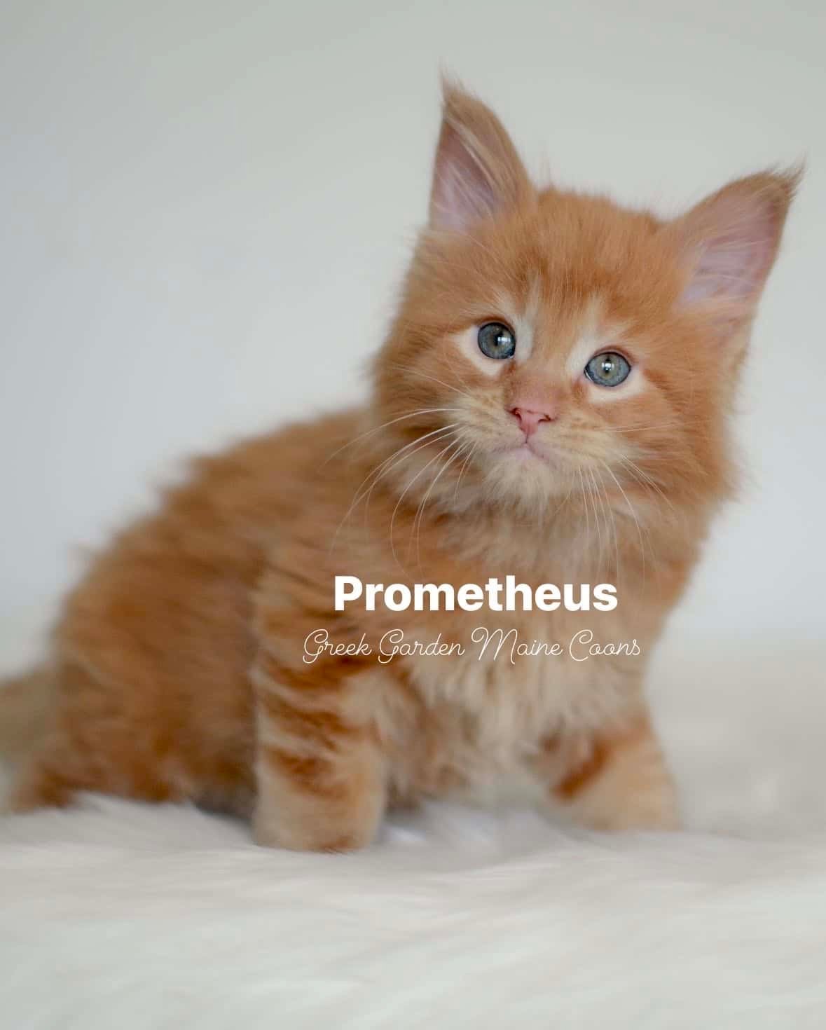 Prometheus 6 Weeks