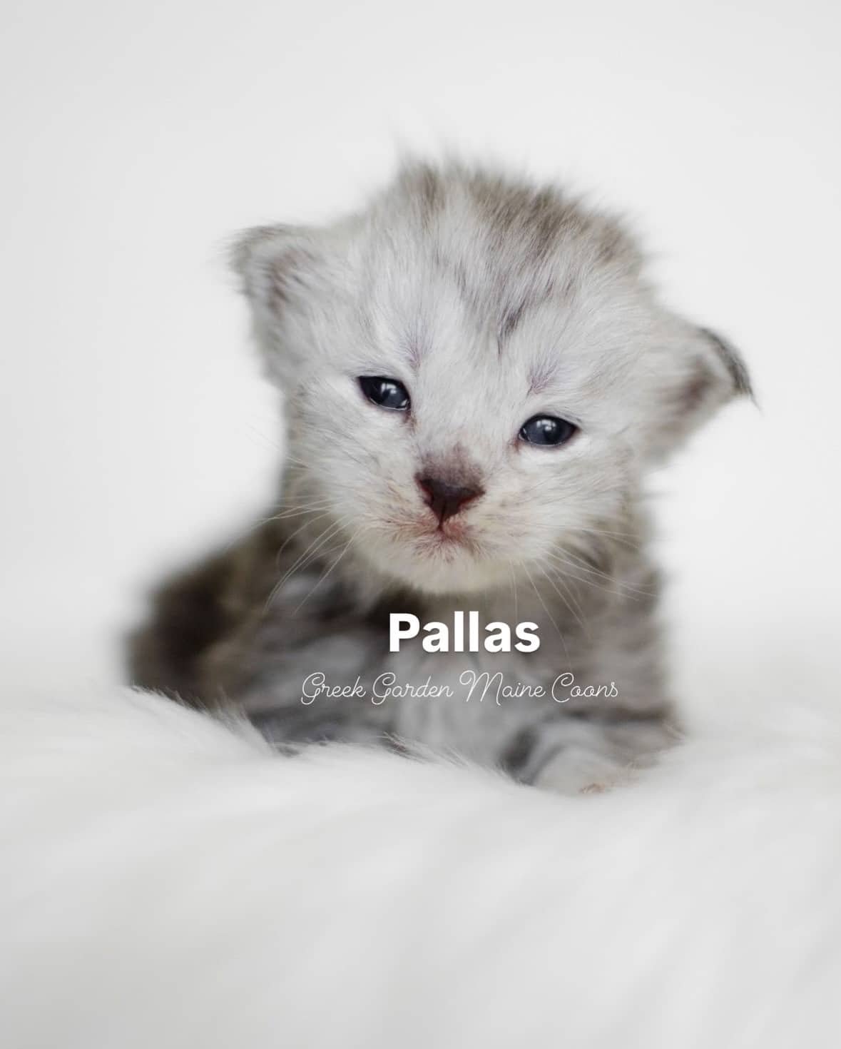 Pallas 2 Weeks