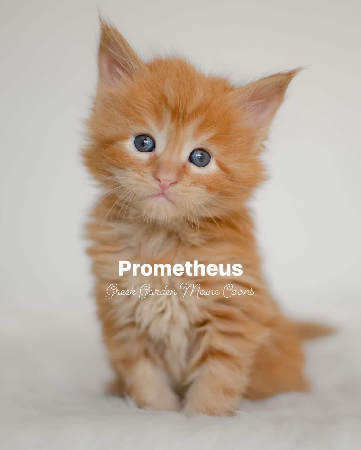 Prometheus 4 Weeks