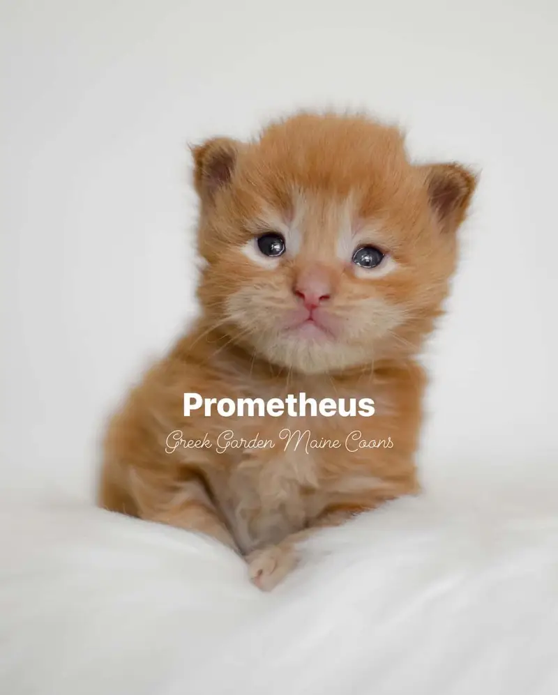 Prometheus 2 Weeks