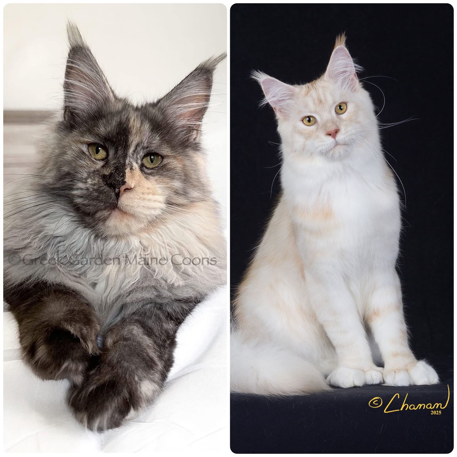 King Kratos and Queen Daphne, Greek Garden Maine Coon Pairing