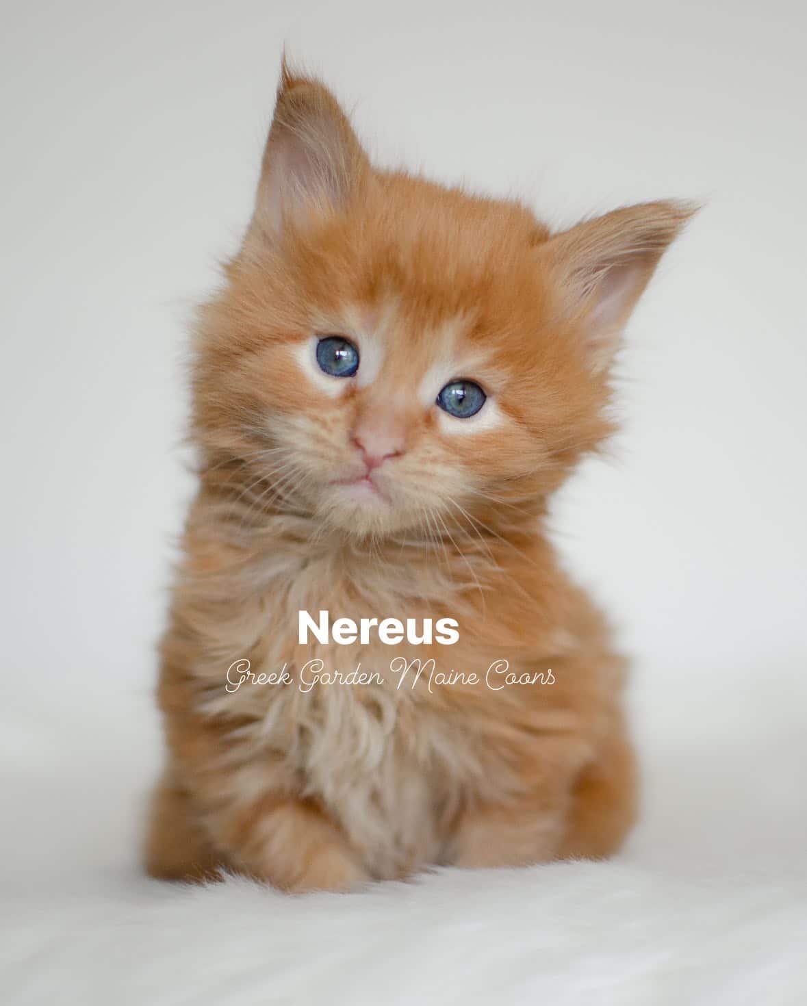 Nereus 4 Weeks