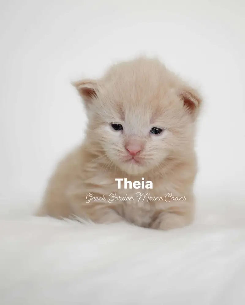 Theia 2 Weeks