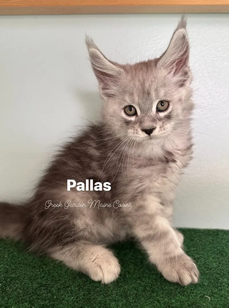 Pallas 8 Weeks