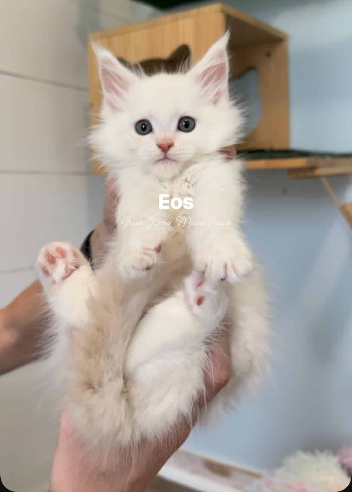 Eos 7 Weeks