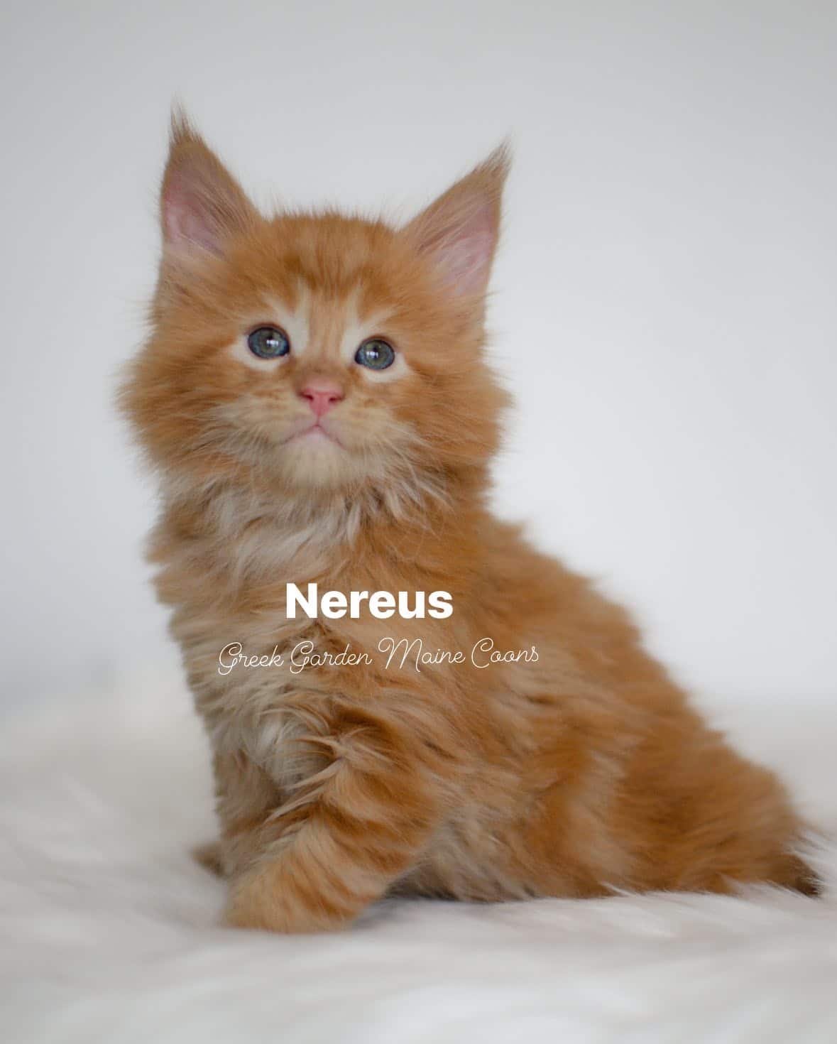 Nereus 6 Weeks