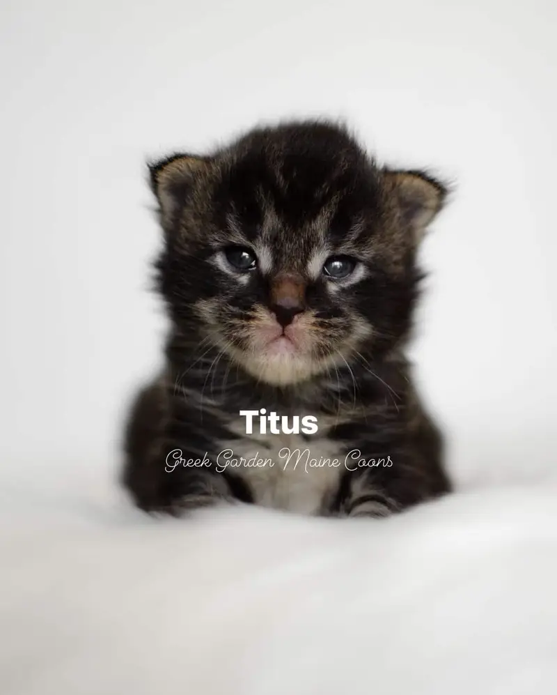 Titus 2 Weeks