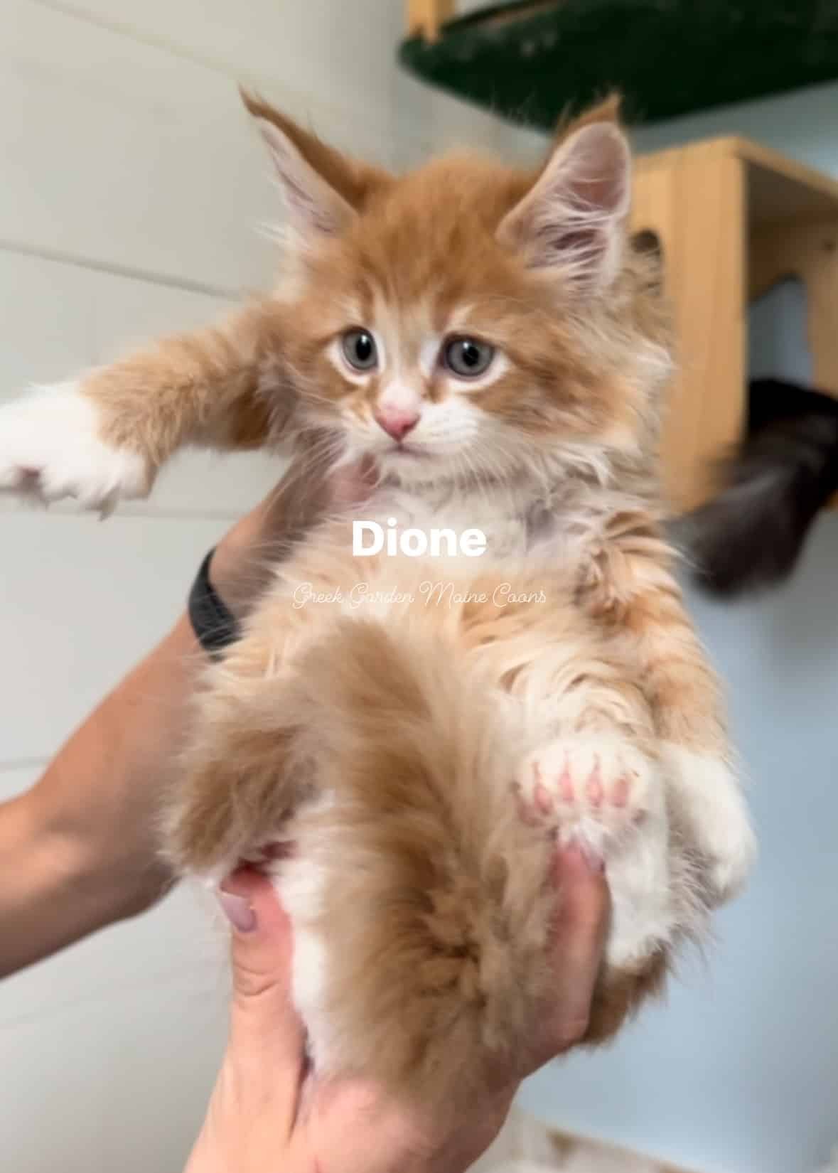 Dione 7 Weeks