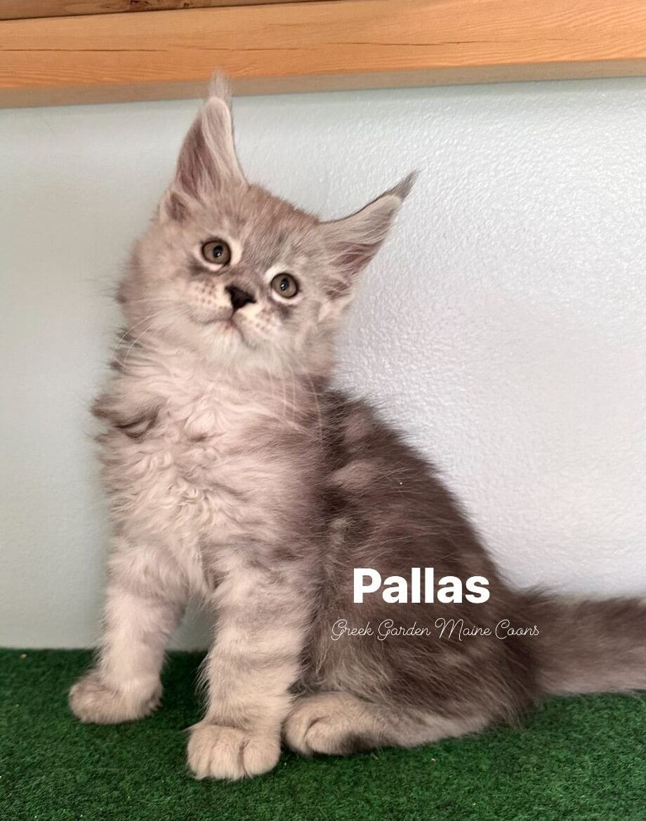 Pallas 8 Weeks