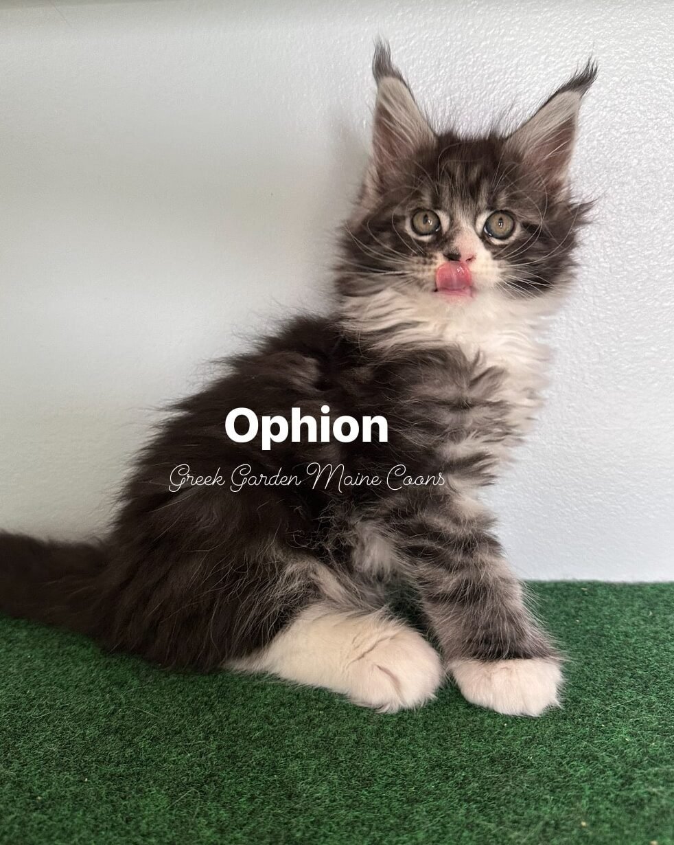 Ophion 8 Weeks