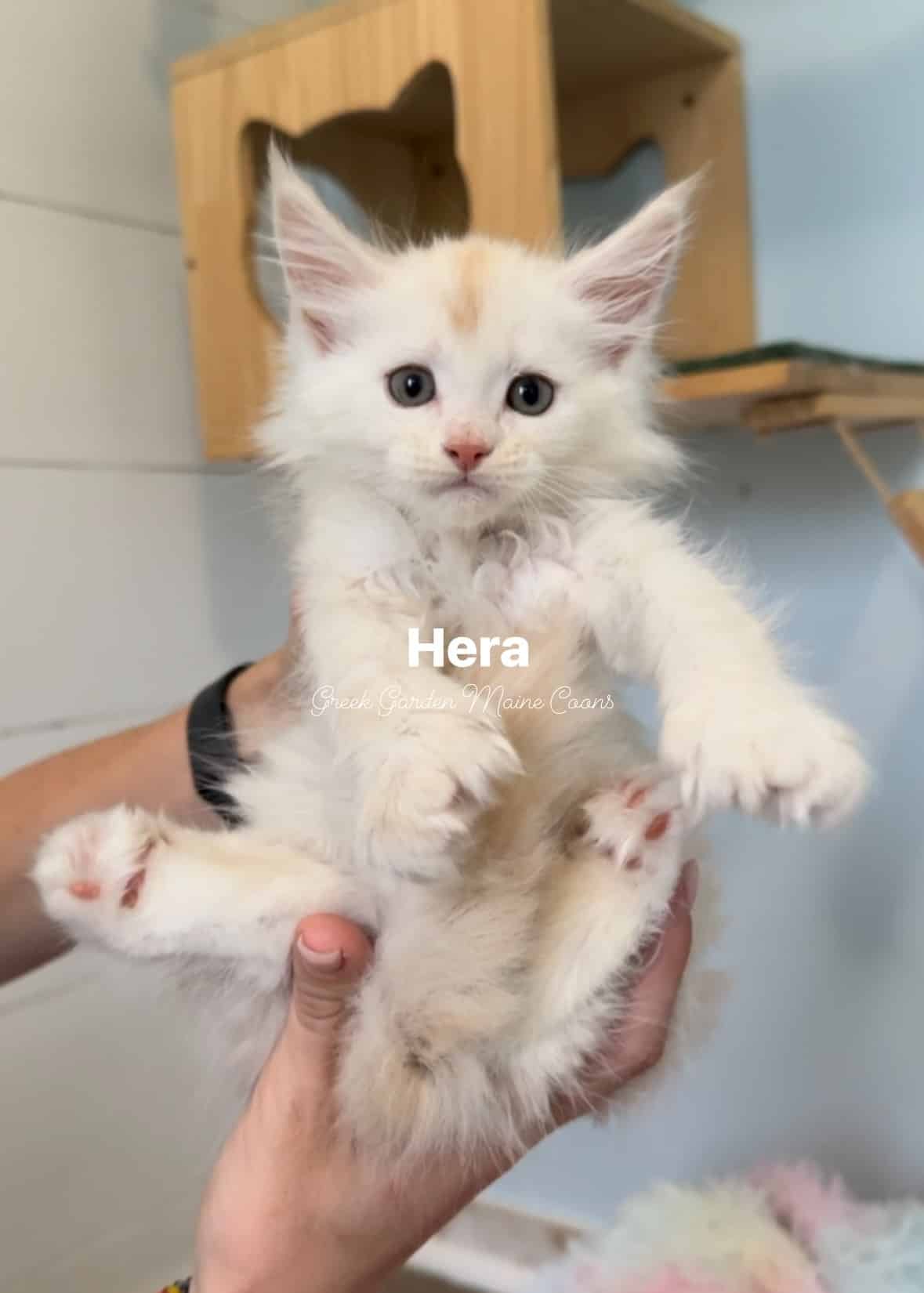 Hera 7 Weeks