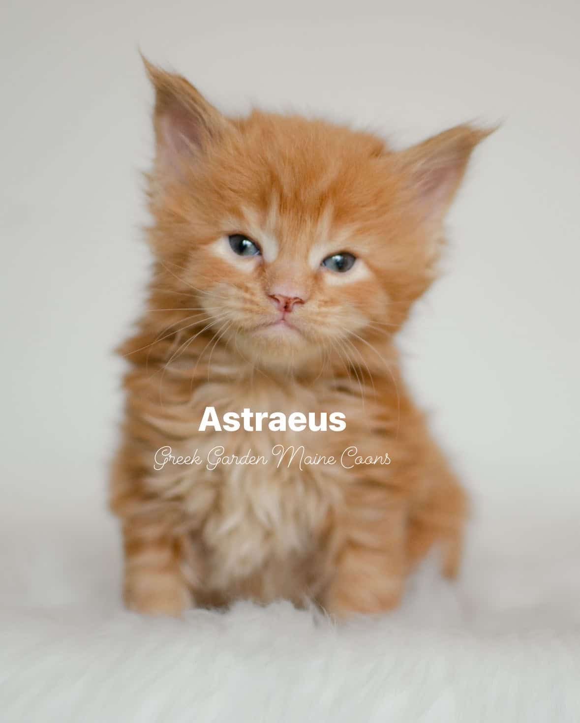 Astraeus 4 Weeks