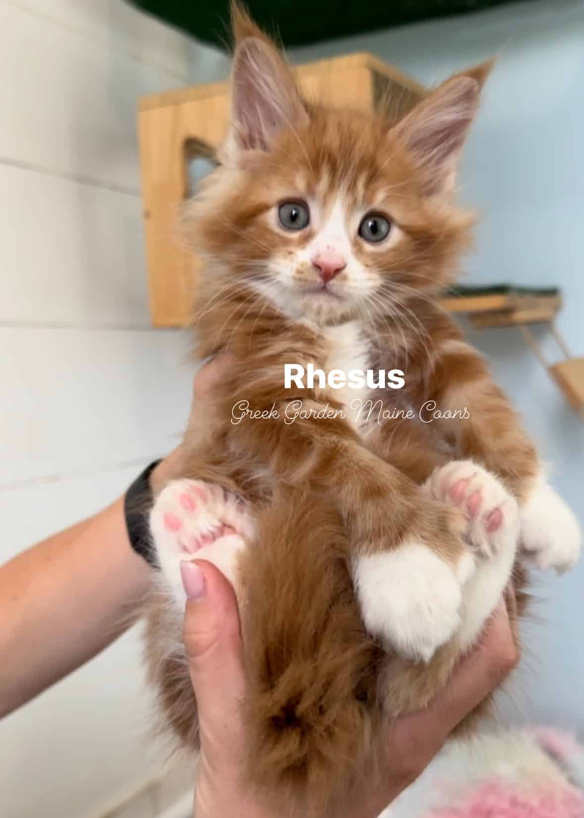 Rhesus 7 Weeks