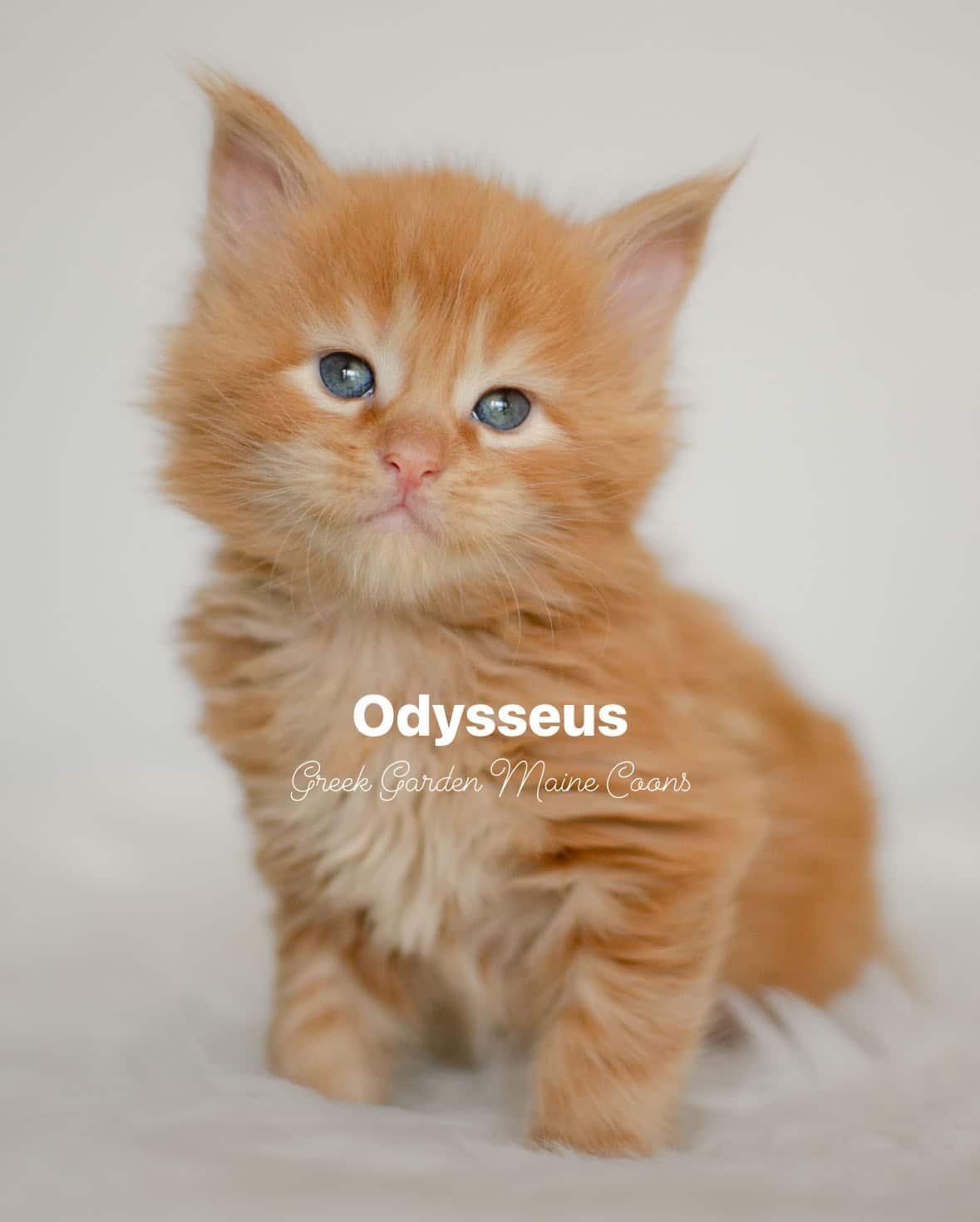 Odysseus 4 Weeks