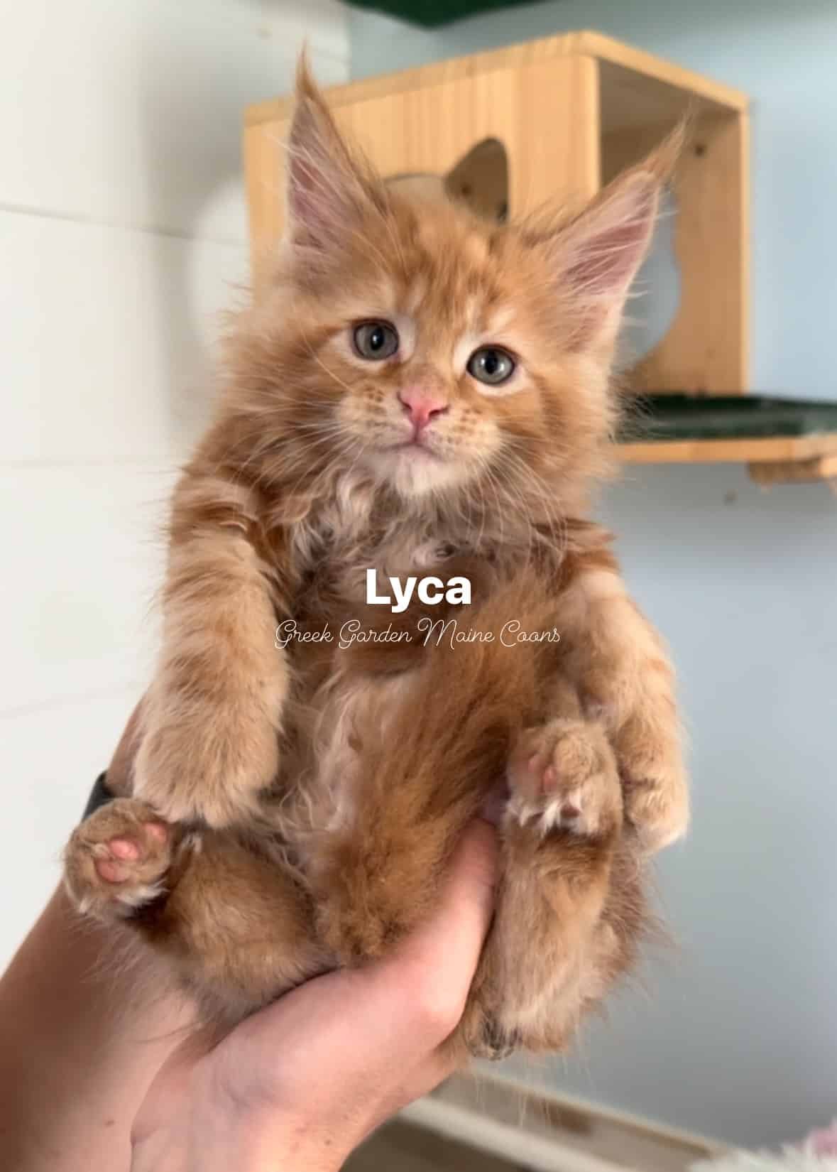 Lyca 7 Weeks
