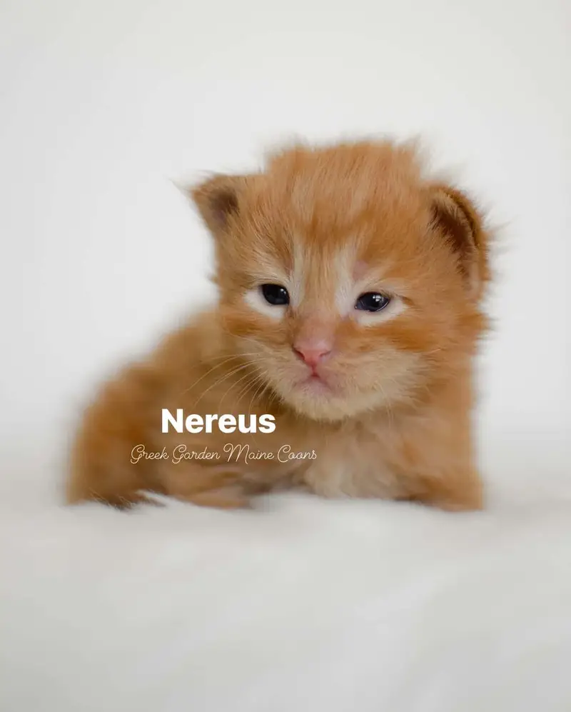 Nereus 2 Weeks